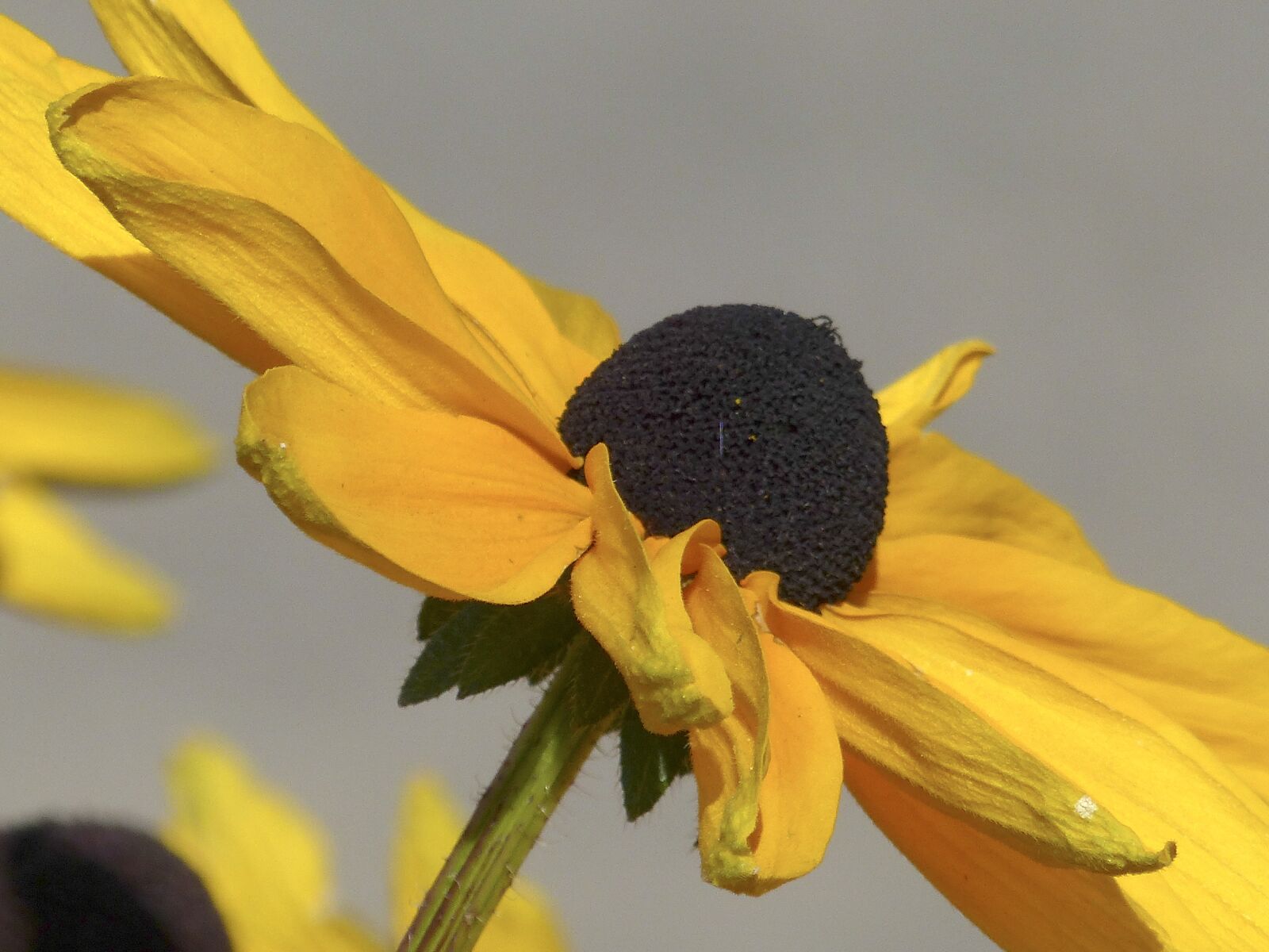 Panasonic Lumix DMC-FZ200 sample photo. Cone flower, sunflower, plant photography