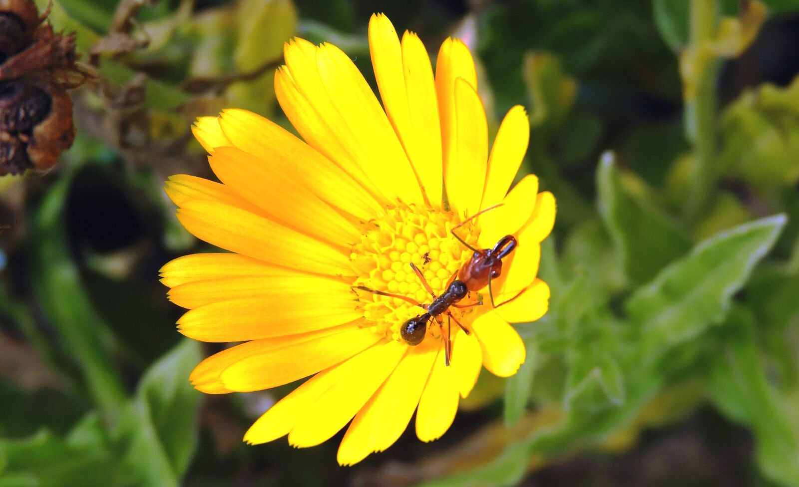 Nikon Coolpix B700 sample photo. Garden, flower, insect photography