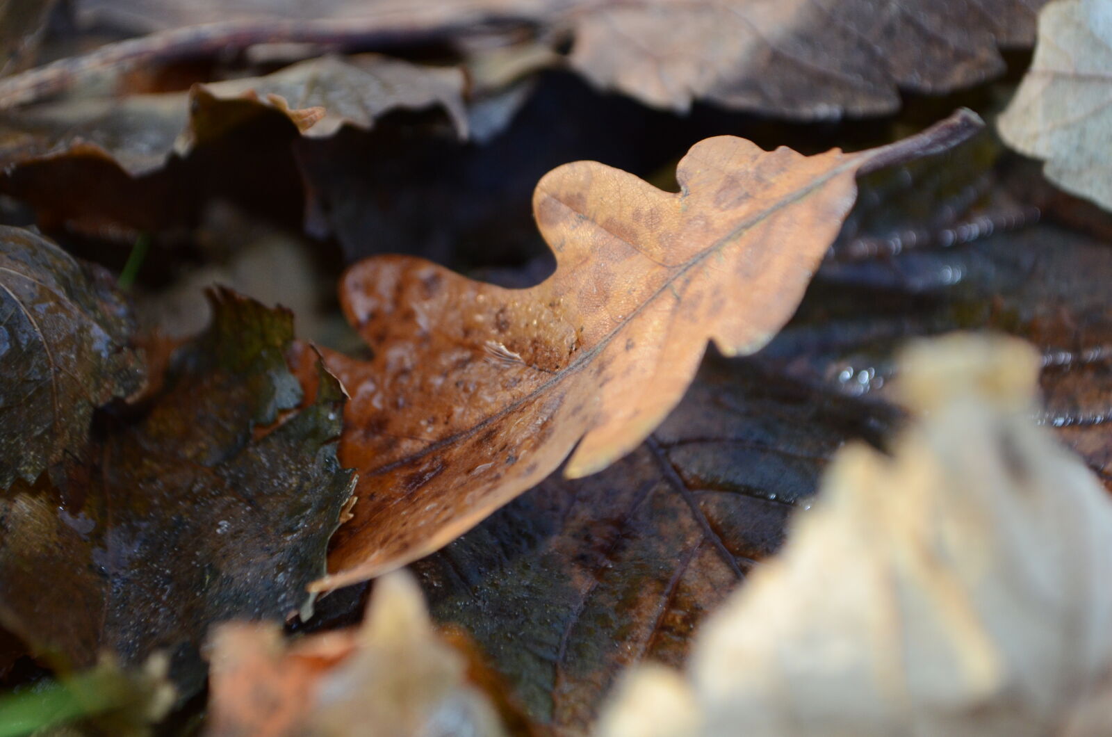 Nikon D5100 sample photo