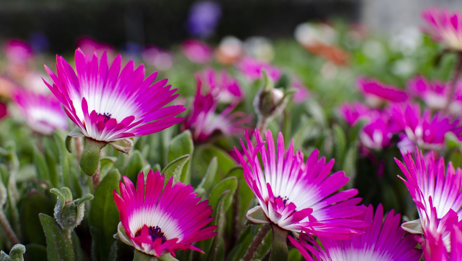 Nikon D5100 sample photo. Flowers, purple flowers, pink photography