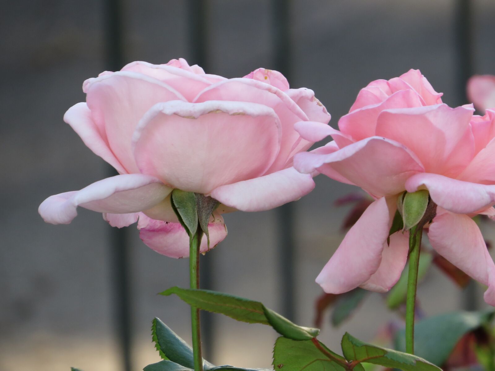 Canon PowerShot SX50 HS sample photo. Flower, rose, rosa photography
