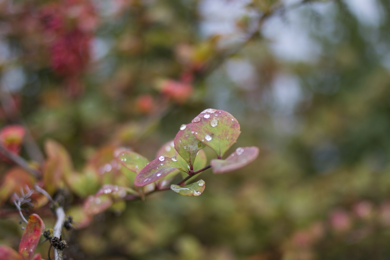 Canon EF 35mm F2 sample photo. Drop, rain, autumn photography