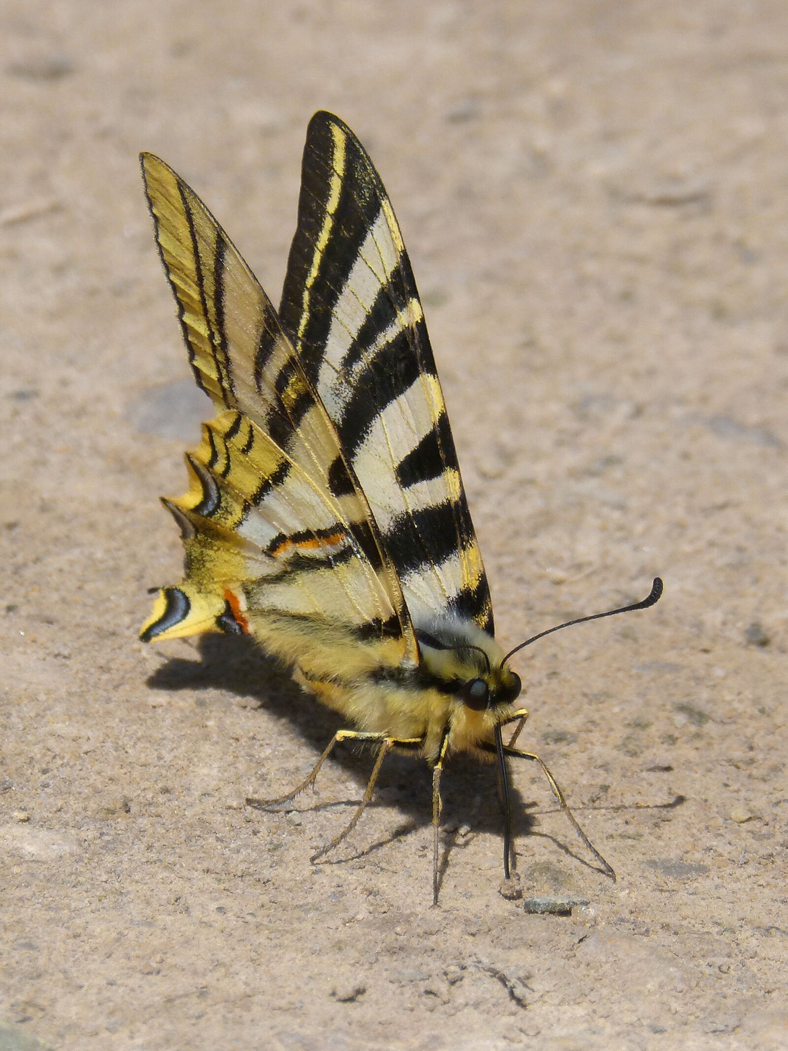 Panasonic DMC-FZ62 sample photo. Butterfly zebra, polidario, scarce photography