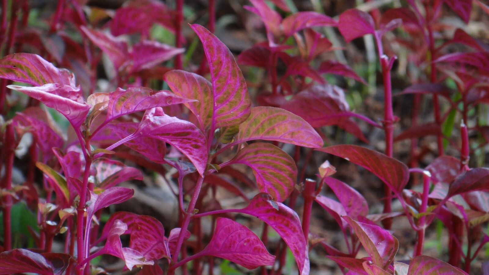 Sony Cyber-shot DSC-HX100V sample photo. Plants, botany, gardening photography
