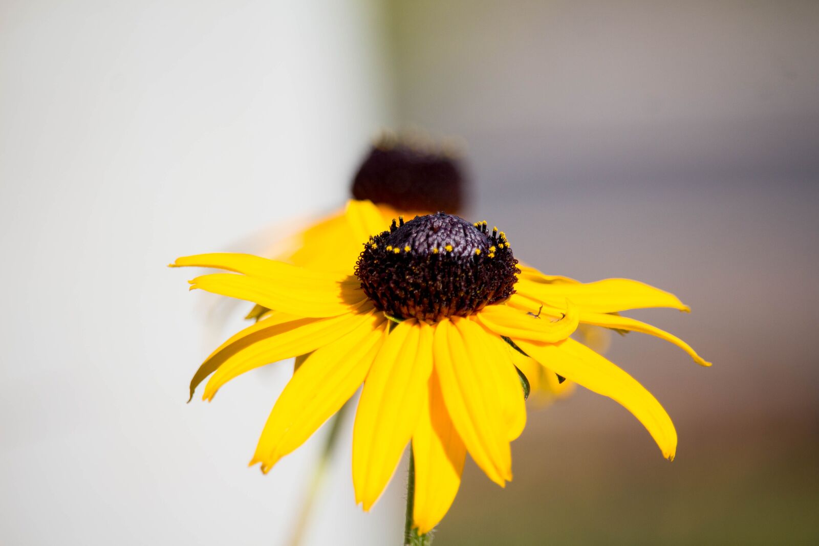 Canon EOS 700D (EOS Rebel T5i / EOS Kiss X7i) sample photo. Nature, flower, summer photography