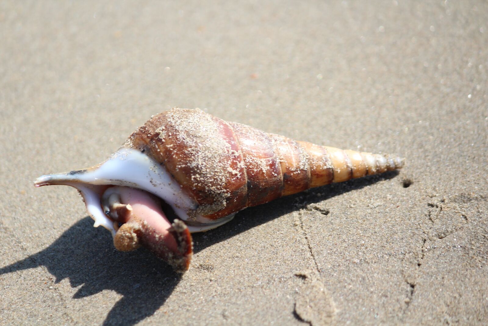 Canon EOS 1200D (EOS Rebel T5 / EOS Kiss X70 / EOS Hi) sample photo. Beach, sand, seashore photography