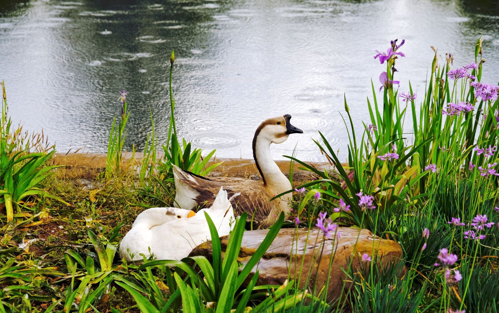 Fujifilm X-T20 sample photo. Goose, duck, birds photography