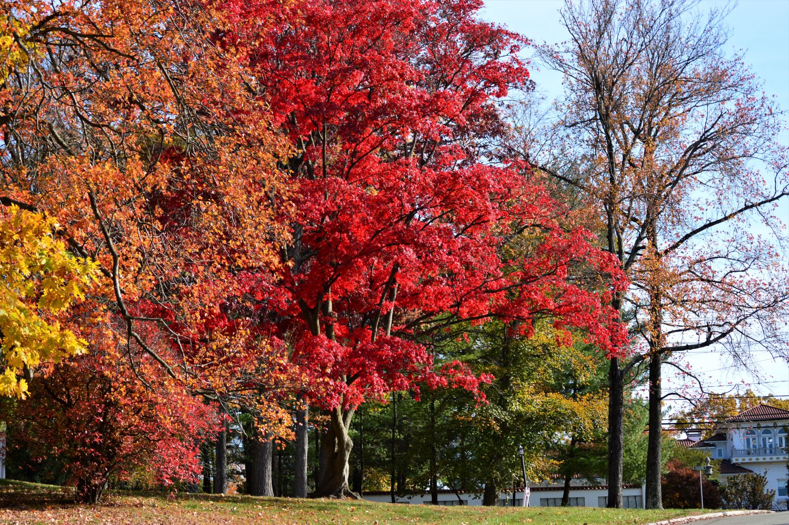 Nikon D3200 sample photo. Autumn, wood, season photography