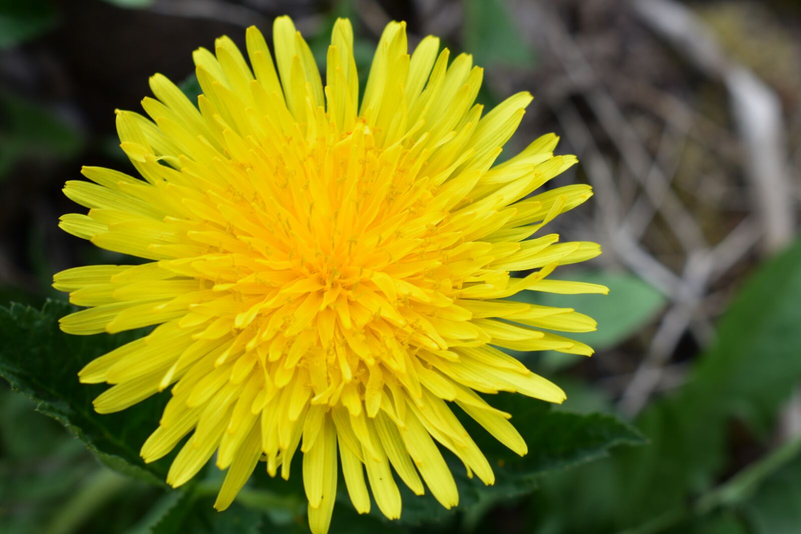 Nikon D3400 sample photo. Dandelion, yellow, flowers photography