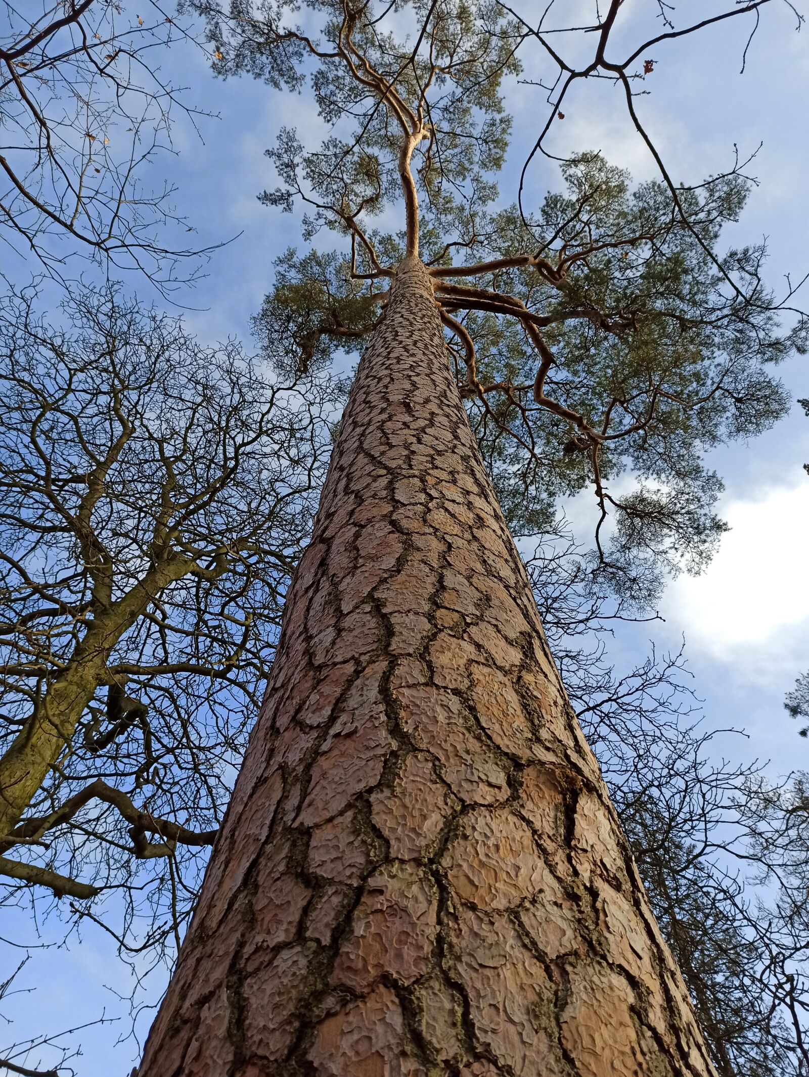 Xiaomi Redmi Note 8 Pro sample photo. Pine, tree, nature photography