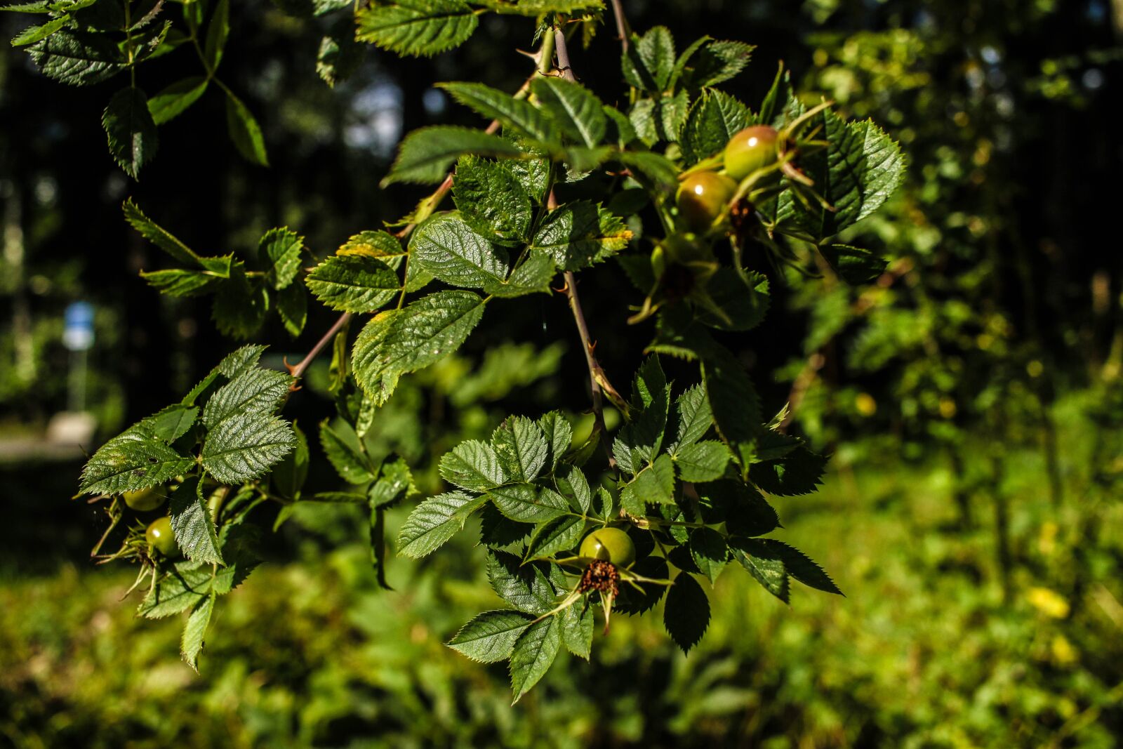 Canon EOS 7D Mark II sample photo. Green, plant, wide angle photography