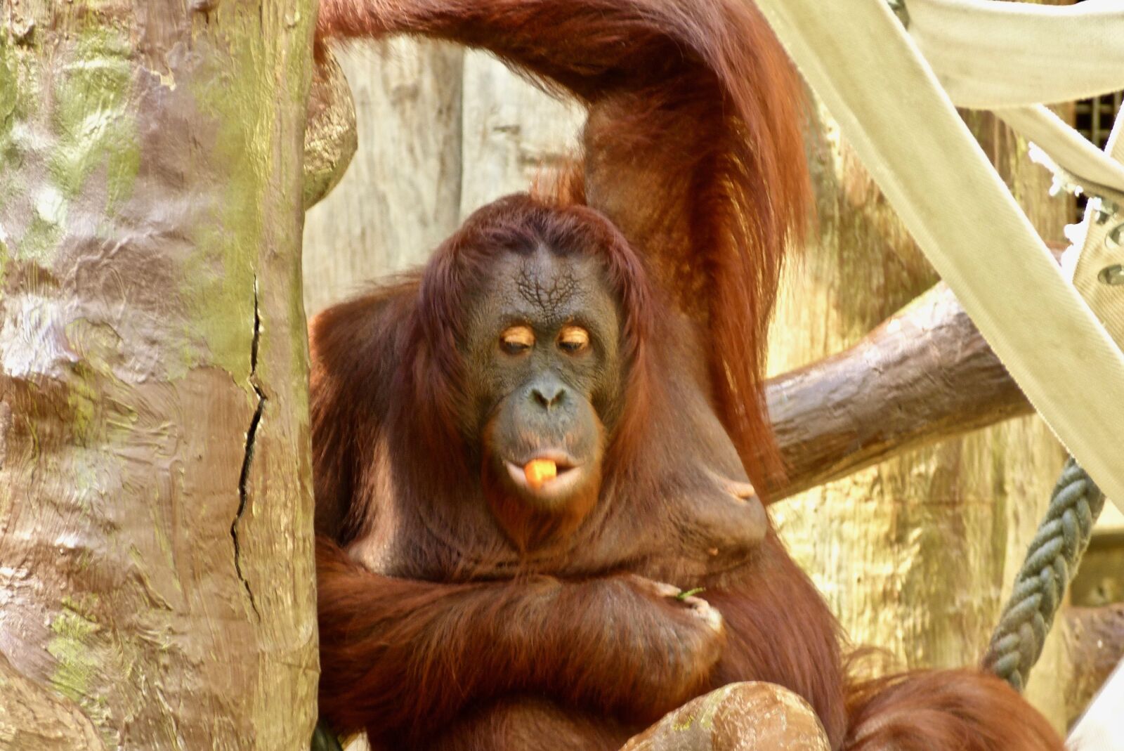 Panasonic Lumix DMC-FZ150 sample photo. Monkey, orang-utan, animals photography