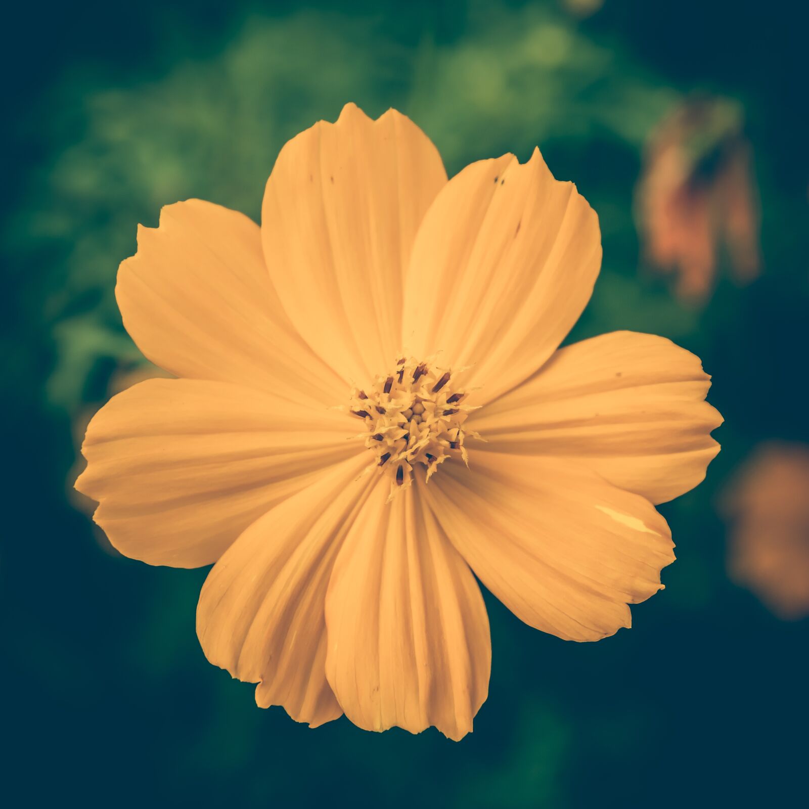 Nikon D3200 sample photo. Cosmea, yellow, vintage photography