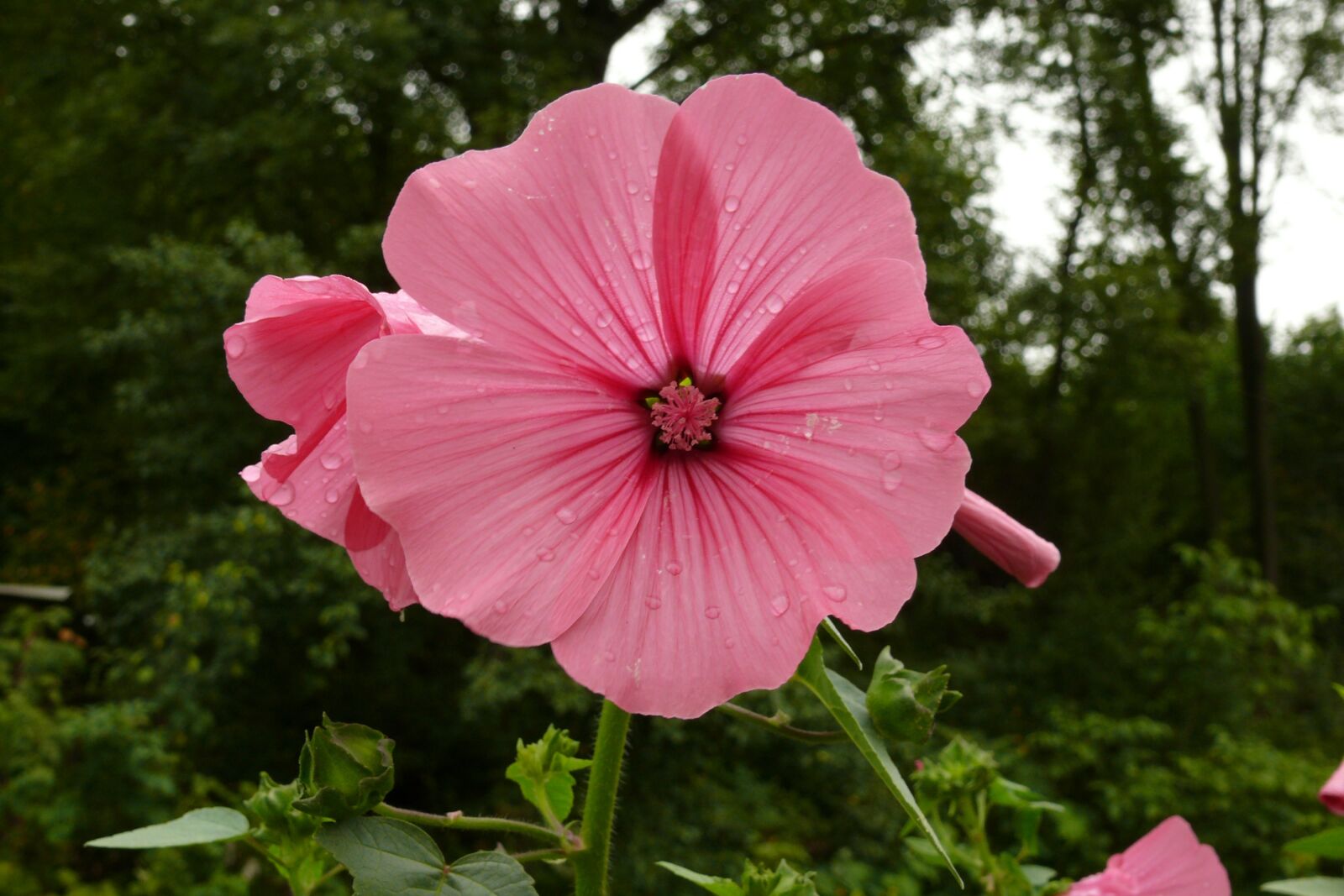 Panasonic DMC-FZ50 sample photo. Flower, pink flower, drops photography
