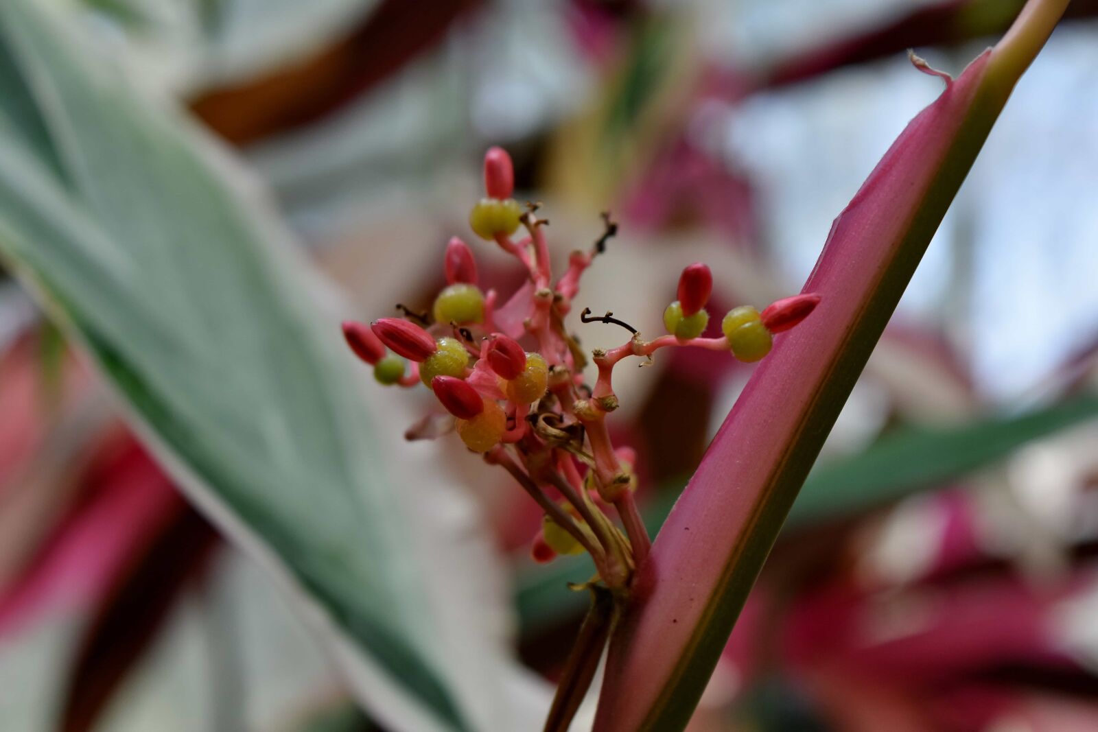 Nikon D5500 sample photo. Nature, flower, shrub, plant photography