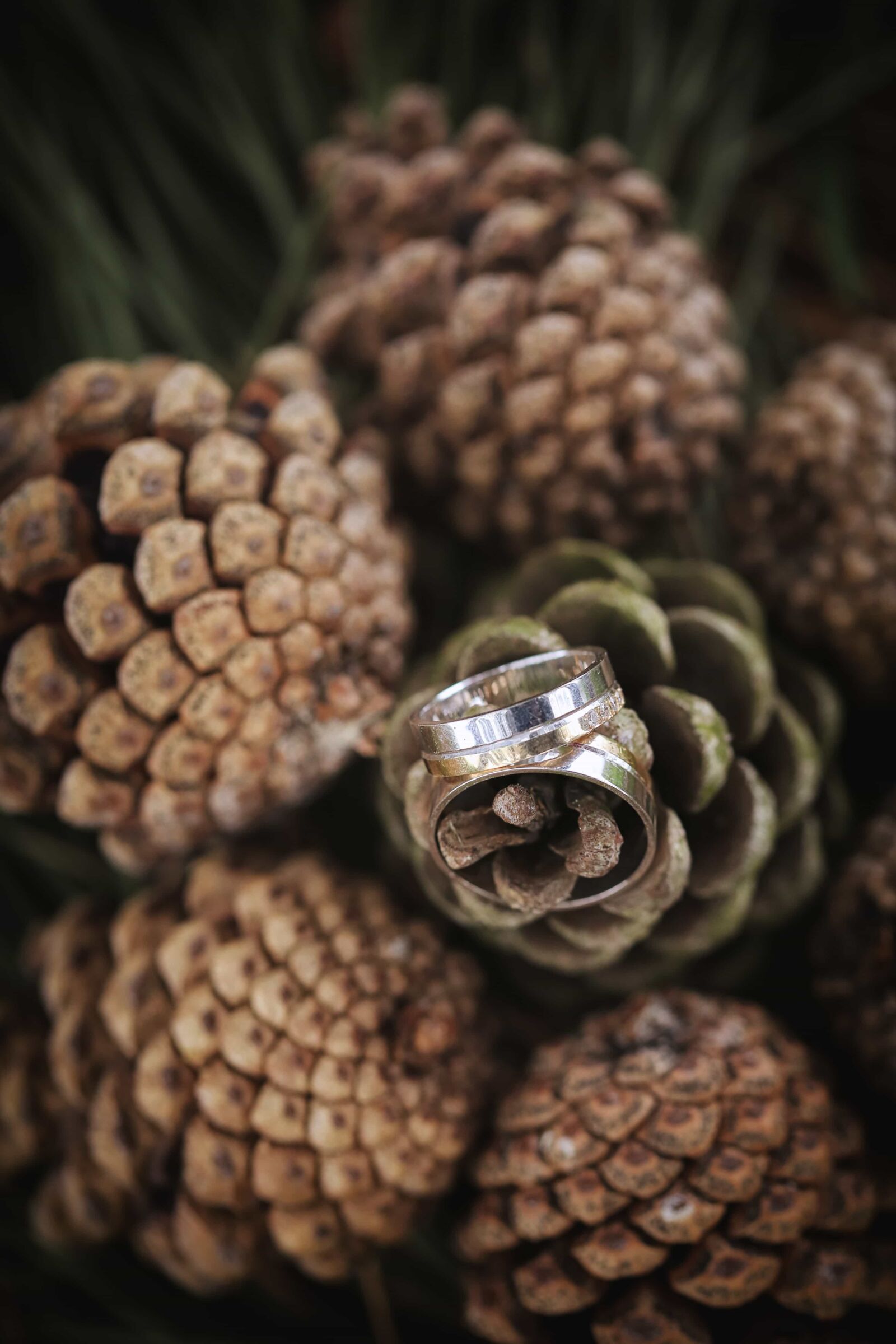 Canon EOS 5D Mark III + Canon EF 100mm F2.8 Macro USM sample photo. Conifers, gold, golden glow photography