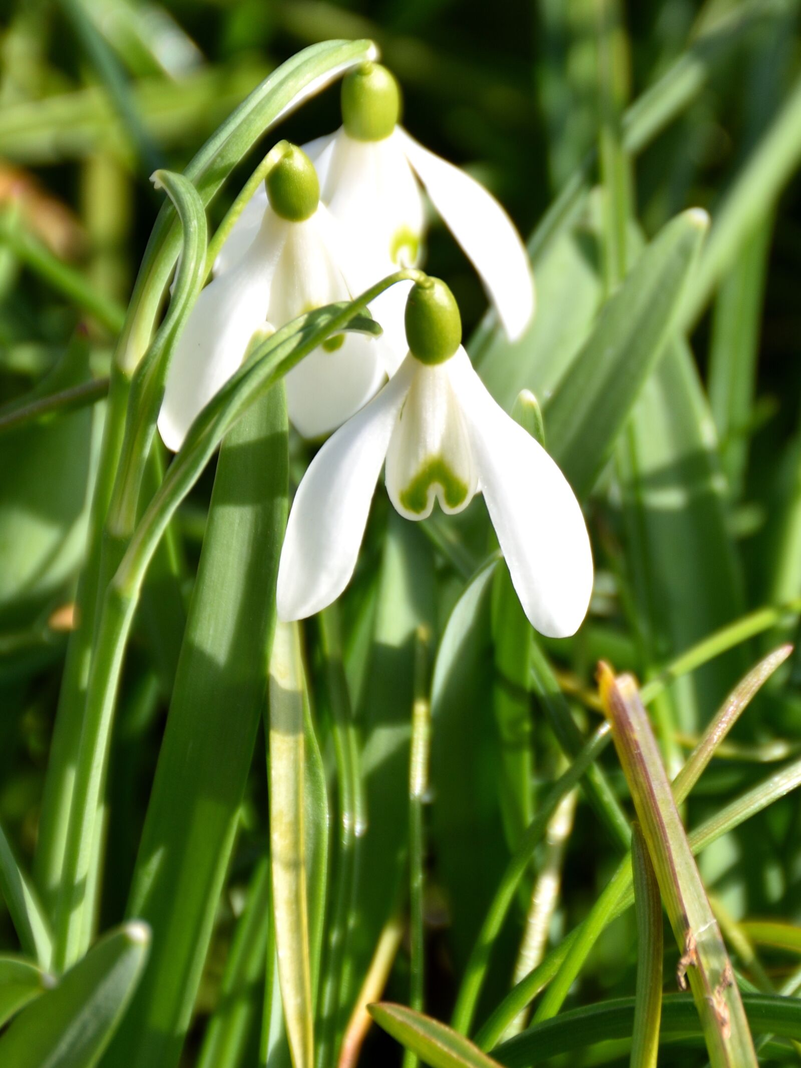 Nikon D5500 sample photo. Snowdrop, flower, meadow photography