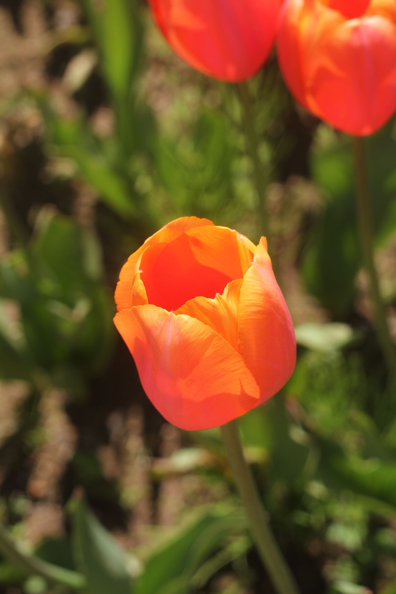 Canon EOS 550D (EOS Rebel T2i / EOS Kiss X4) sample photo. Tulip, orange, landscape photography
