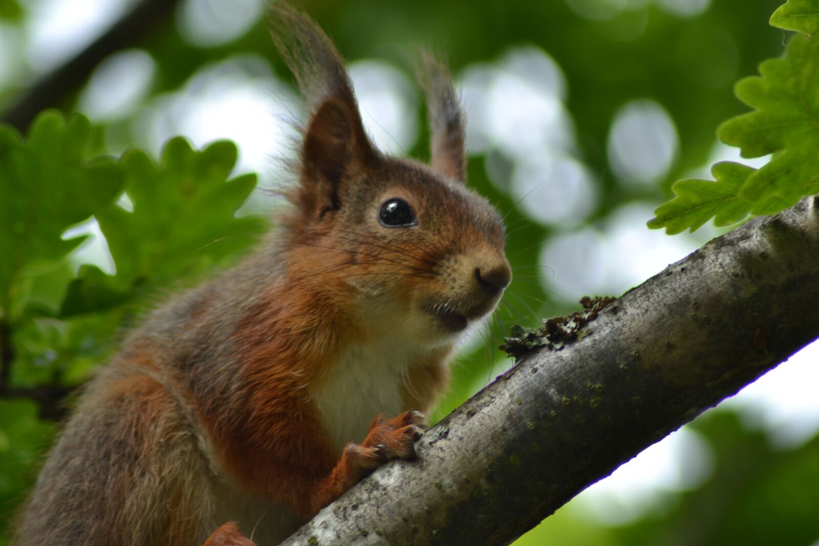 Nikon D3100 sample photo. Mammal, animal life, cute photography