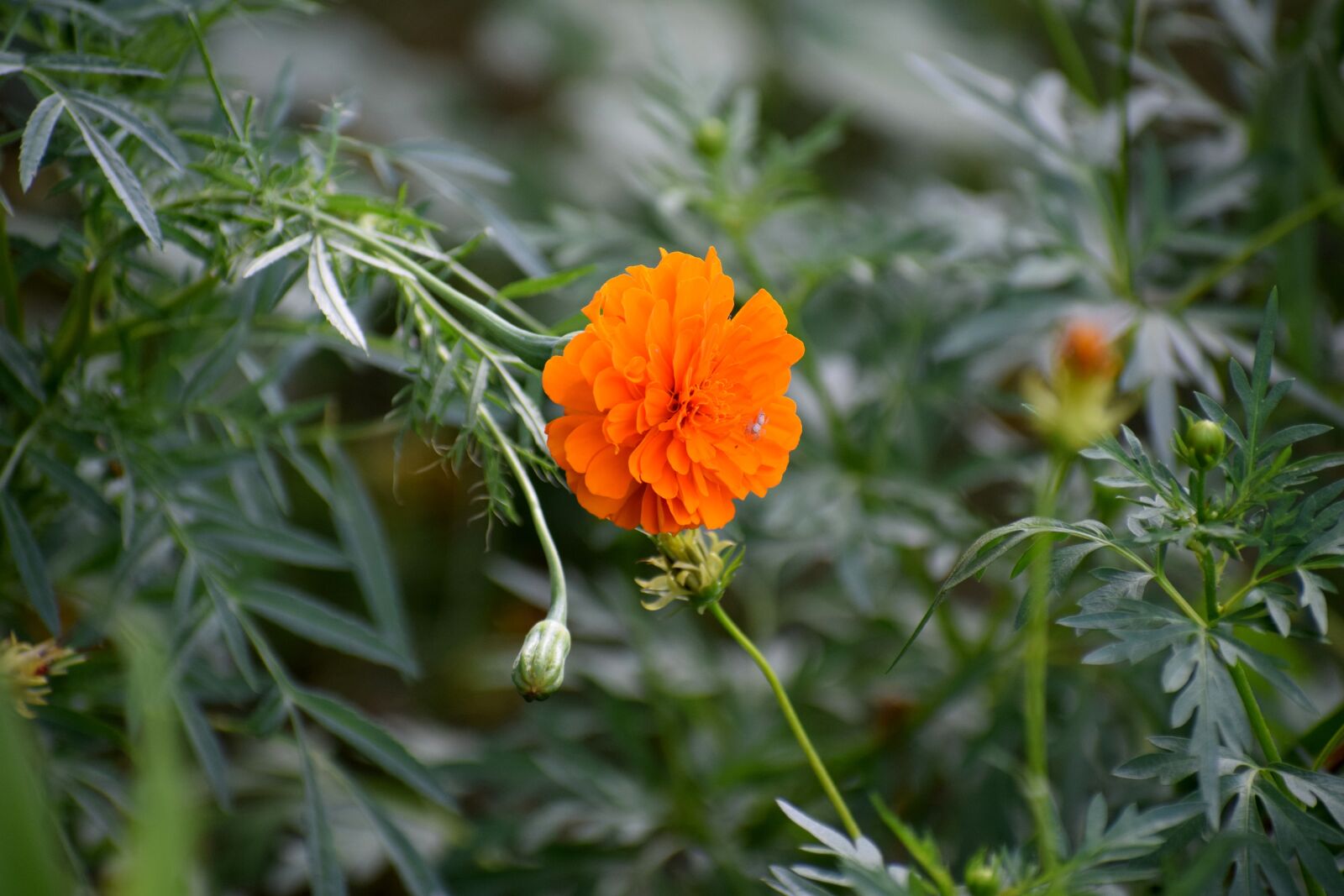 Nikon D3300 sample photo. Nature, flowers, spring photography