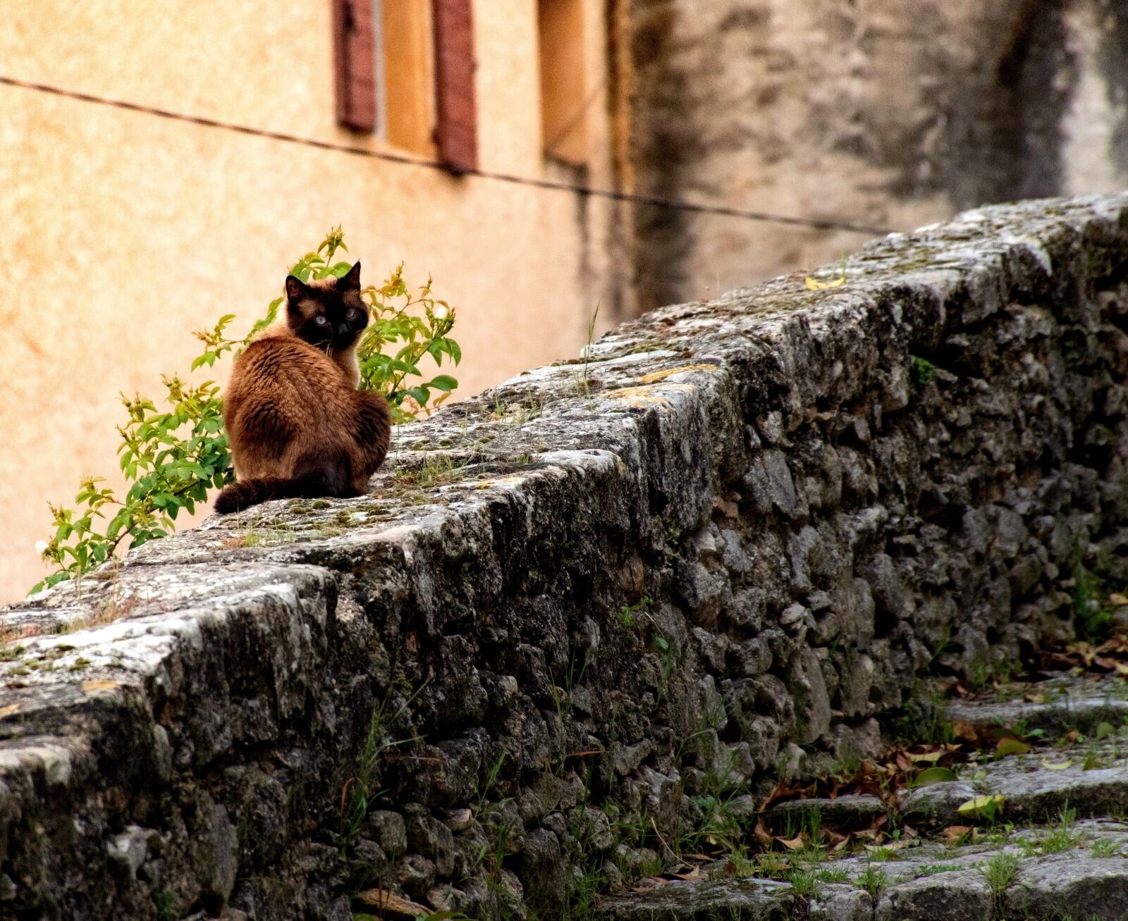 Nikon D5600 sample photo. Cat, kitty, feline photography