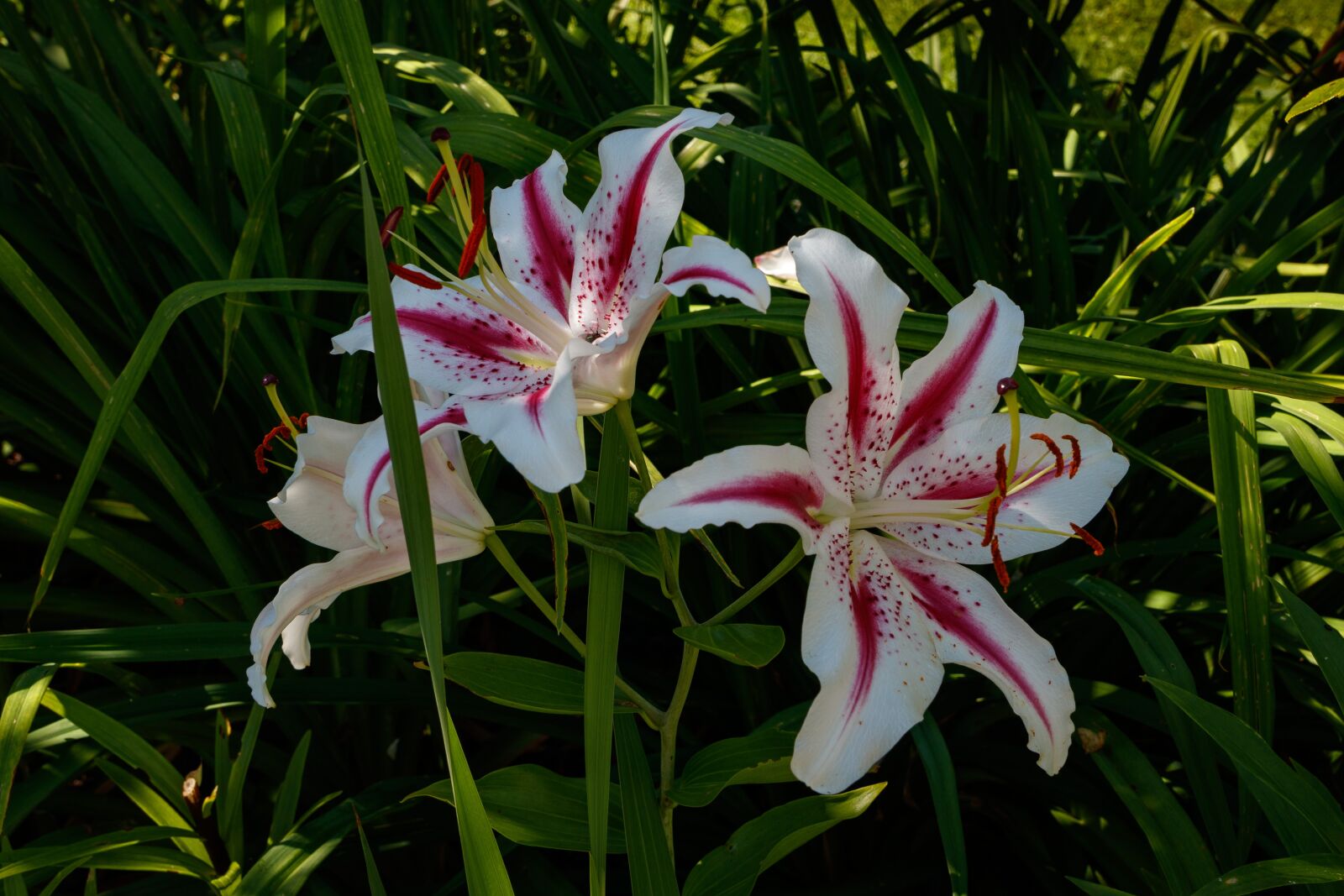 Canon EF 24-105mm F4L IS II USM sample photo. Day-lily, flower, petals photography