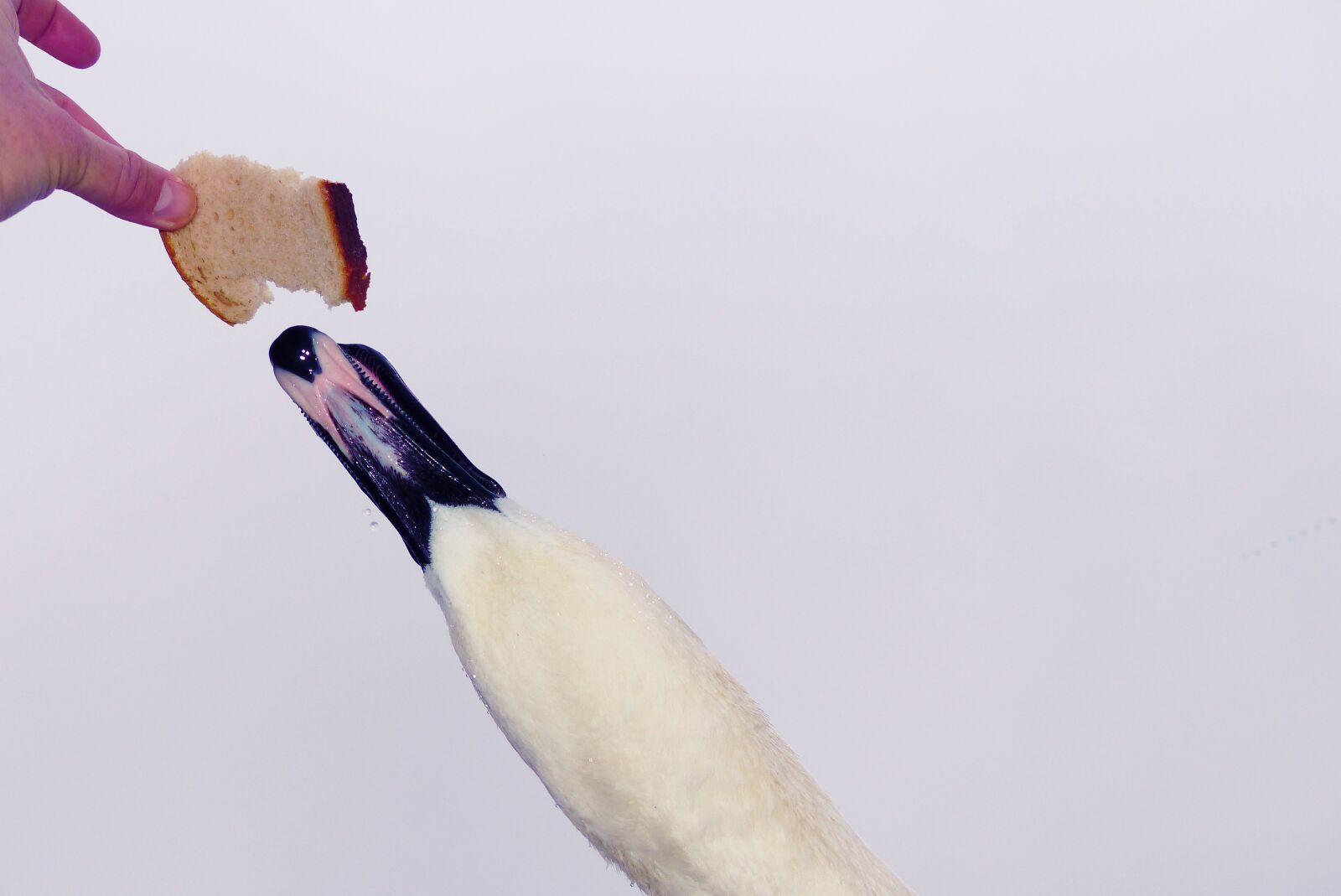 Panasonic Lumix DMC-FZ200 sample photo. Mute swan, bread, sky photography