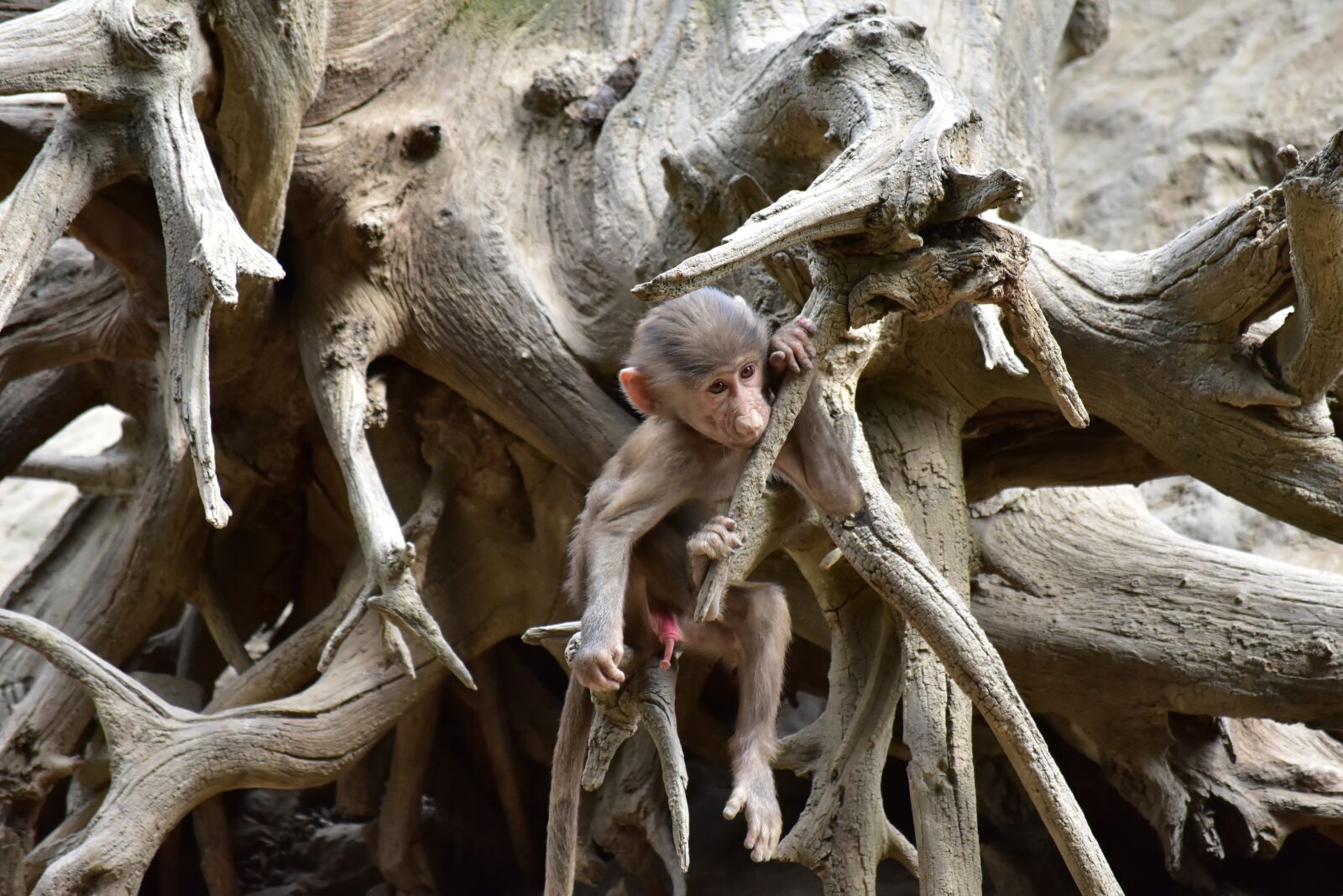 Nikon D7200 sample photo. Baboon, puppy, zoo photography