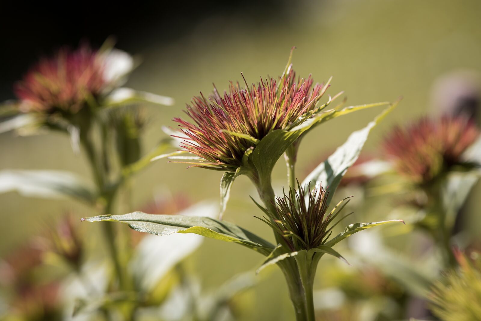 Nikon D750 sample photo. Plant, nature, green photography