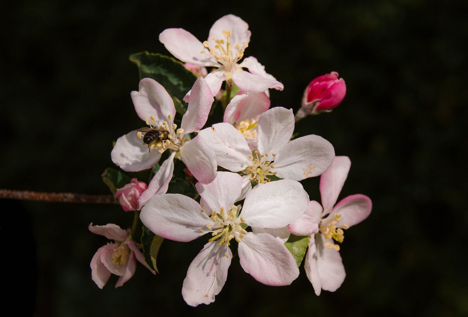 Sony Alpha DSLR-A230 sample photo. Pink, flowers, blossom photography