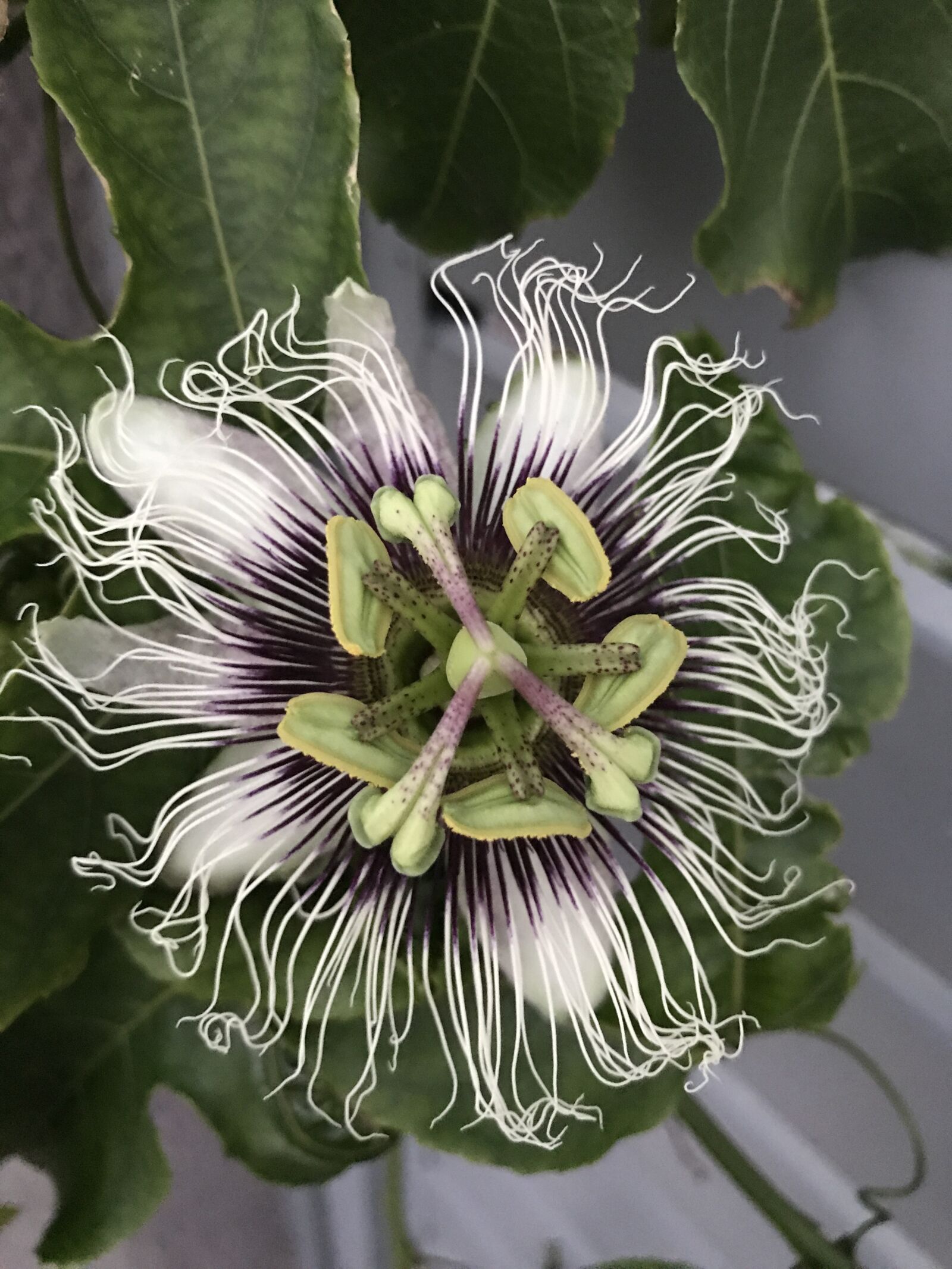 Apple iPhone 7 sample photo. Passionfruit, passionfruit flower, flower photography