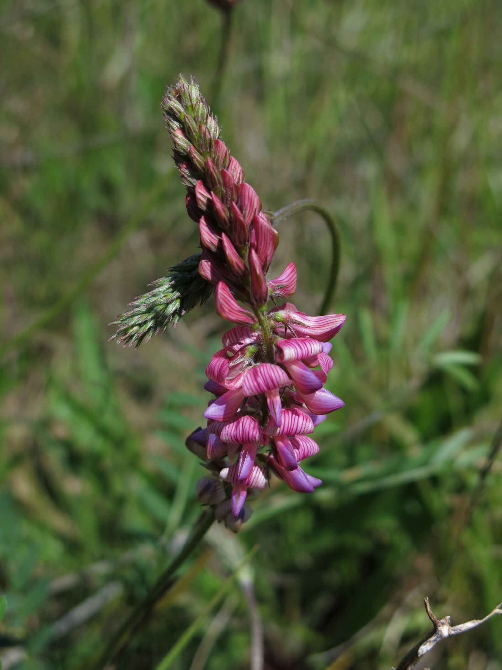 Canon PowerShot G15 sample photo. Seed sainfoin, fodder plant photography