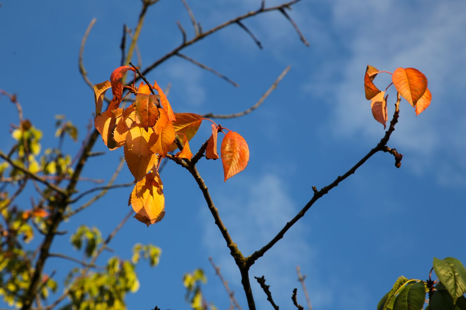Canon EF 24-105mm F4L IS II USM sample photo. Autumn, leaves, fall color photography