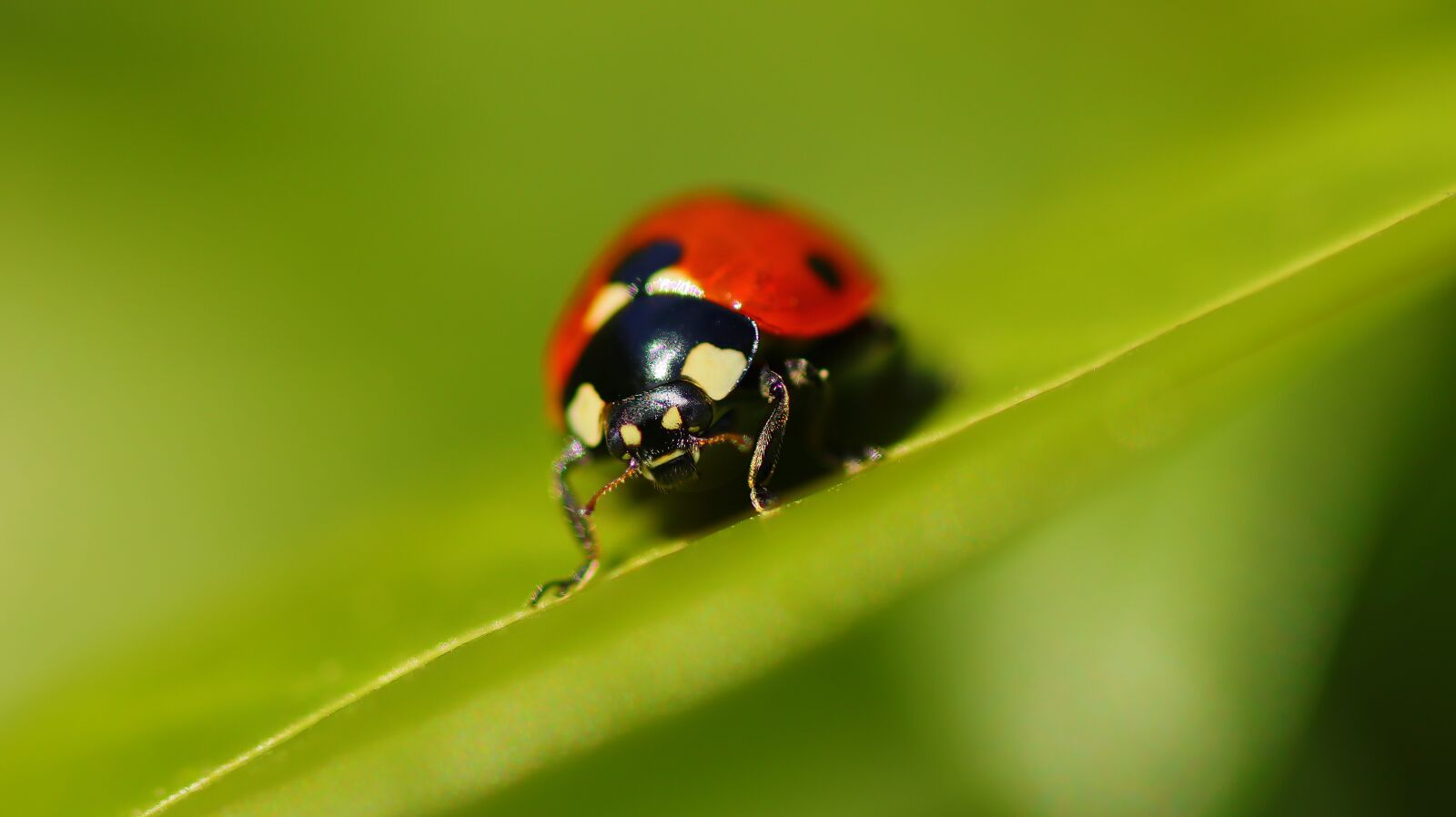 Canon EOS M50 (EOS Kiss M) sample photo. Ladybug, lady bug, insect photography