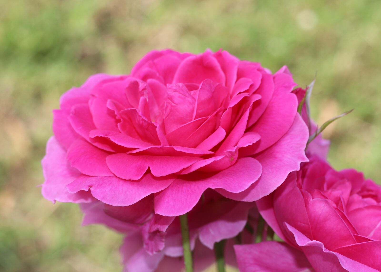 Canon EOS 700D (EOS Rebel T5i / EOS Kiss X7i) sample photo. Rose, pink rose, magenta photography