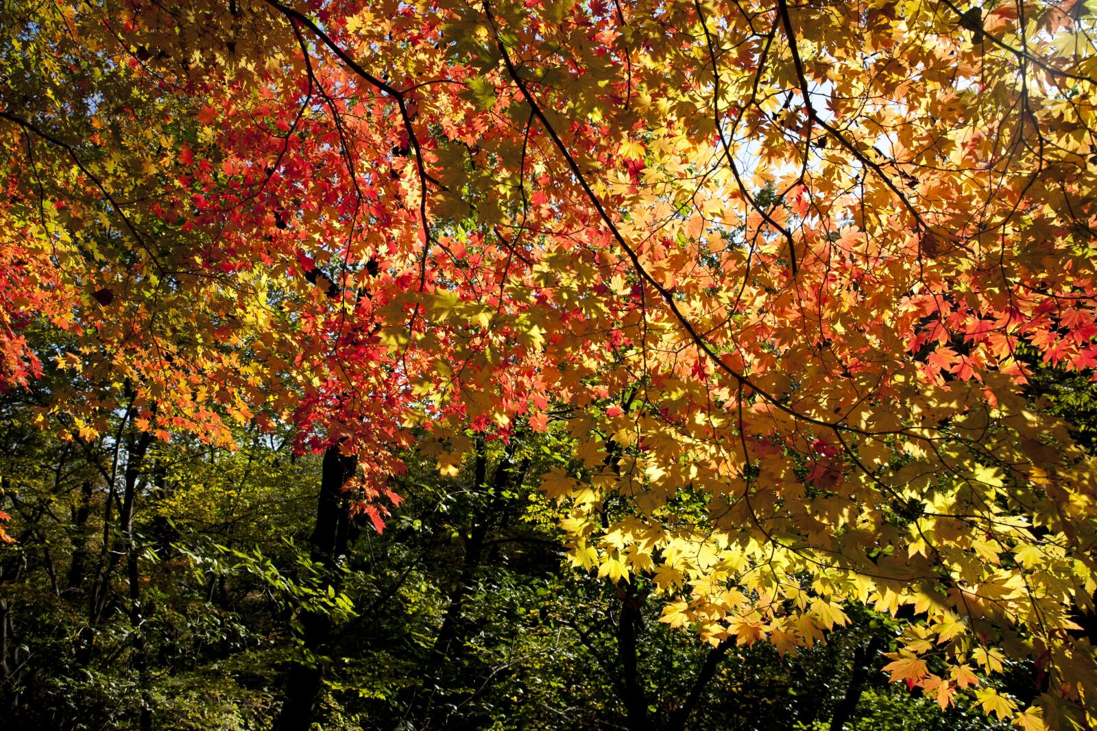 Canon EOS 5D sample photo. Autumn leaves, autumn, red photography