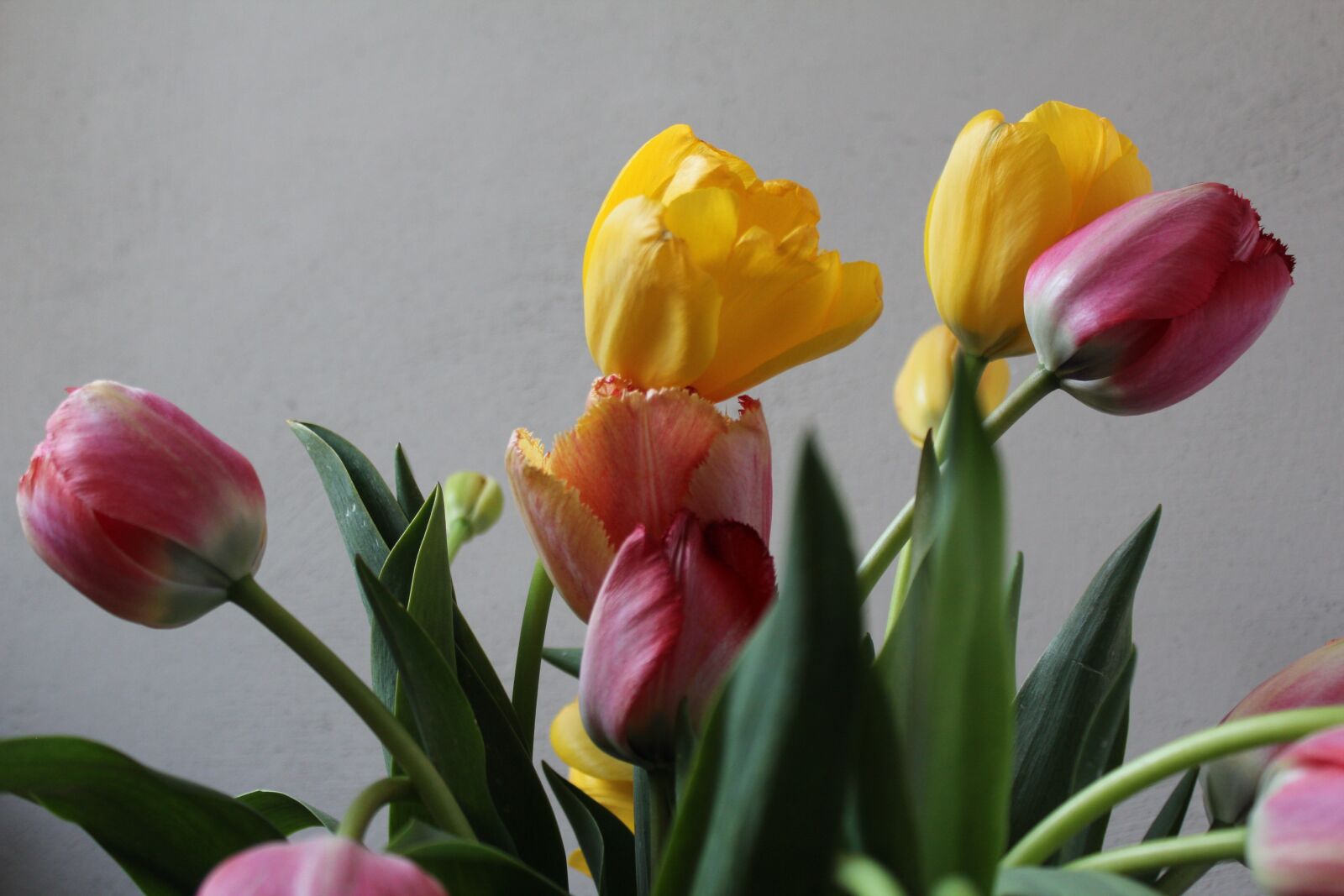 Canon EOS 1200D (EOS Rebel T5 / EOS Kiss X70 / EOS Hi) sample photo. Colorful, tulip bouquet, spring photography