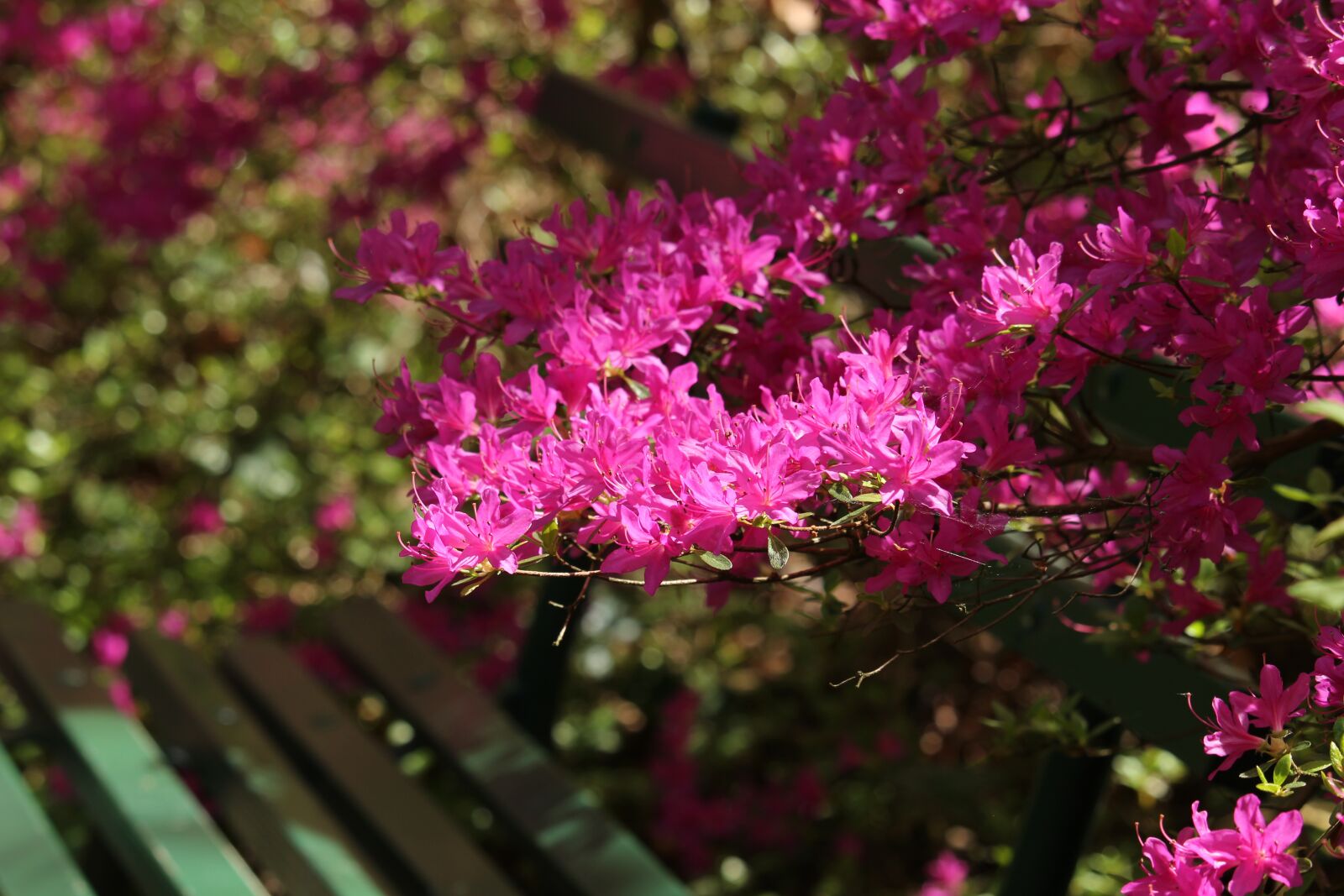 Canon EF-S 55-250mm F4-5.6 IS STM sample photo. Azaleas, arboretum, park photography