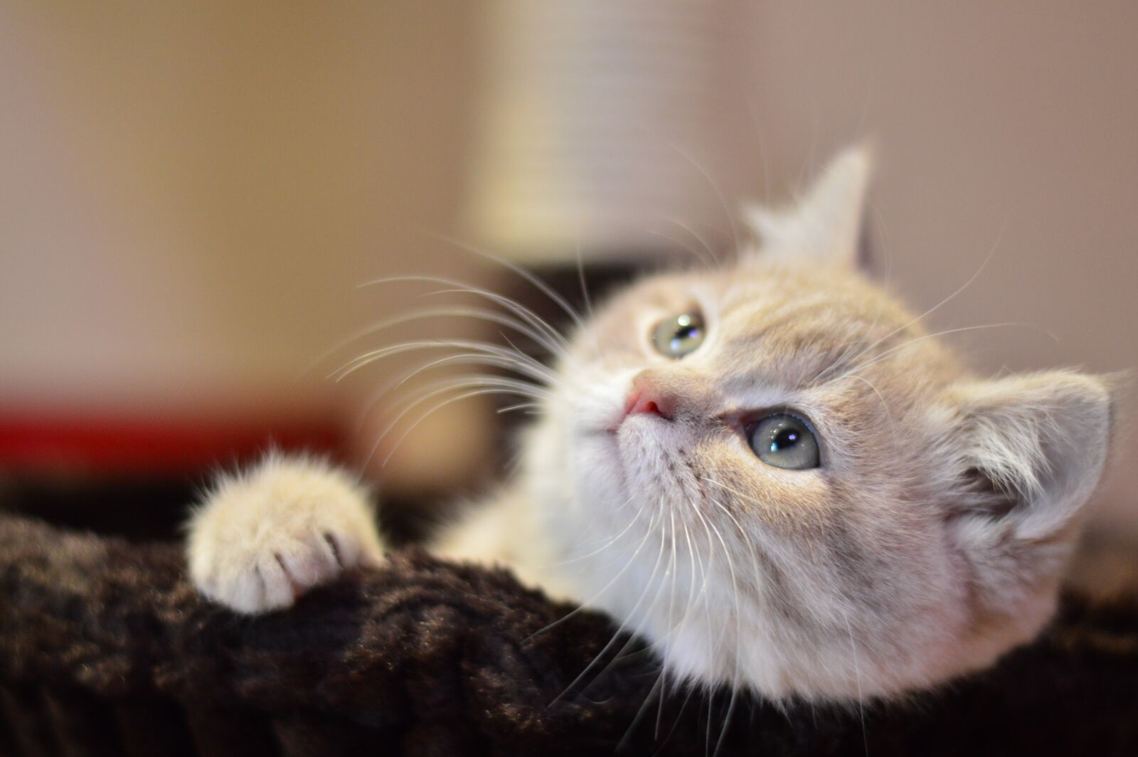 Nikon D3200 sample photo. Cat, cute, kitty photography