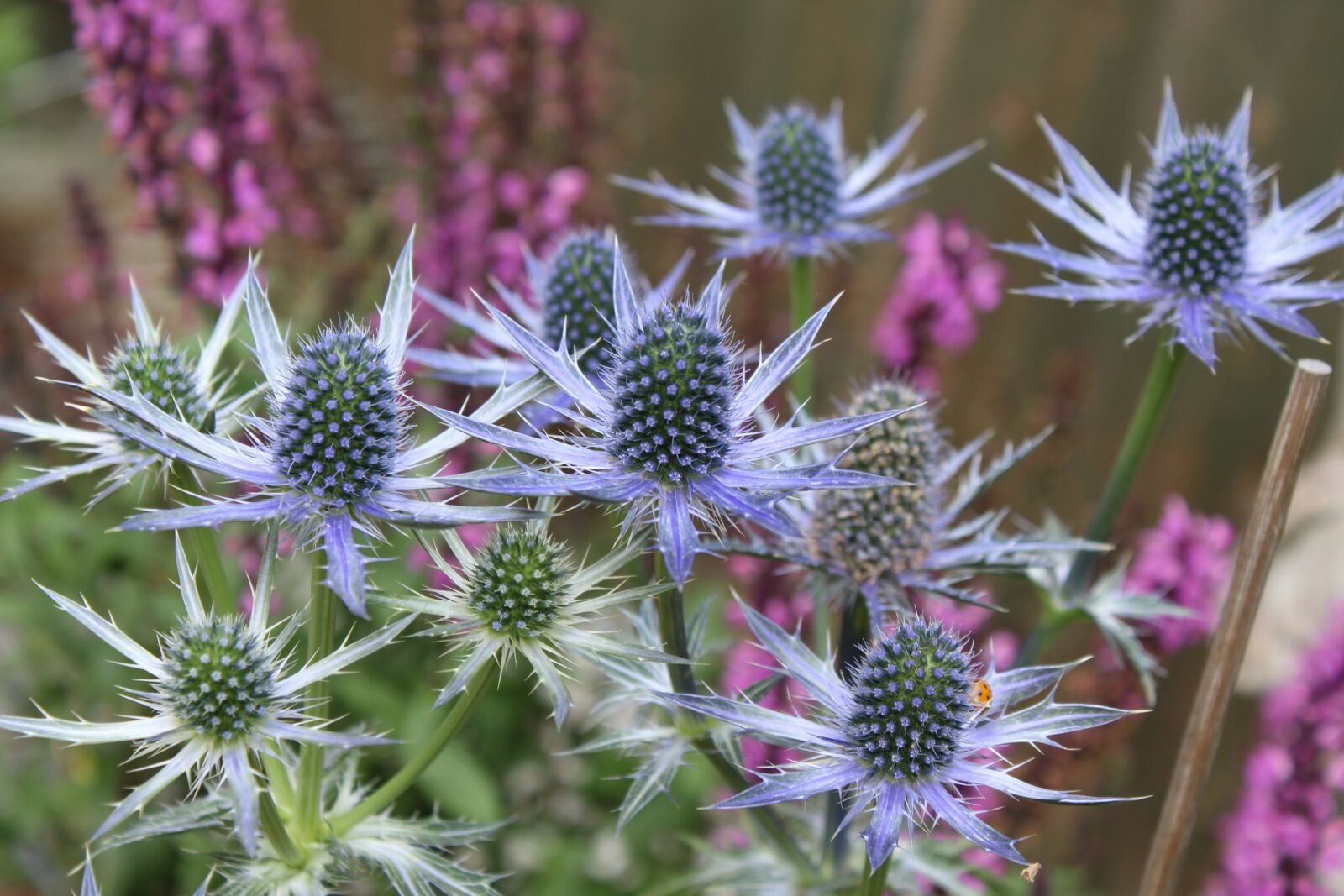 Canon EOS 1300D (EOS Rebel T6 / EOS Kiss X80) sample photo. Thistle, steel blue, blue photography