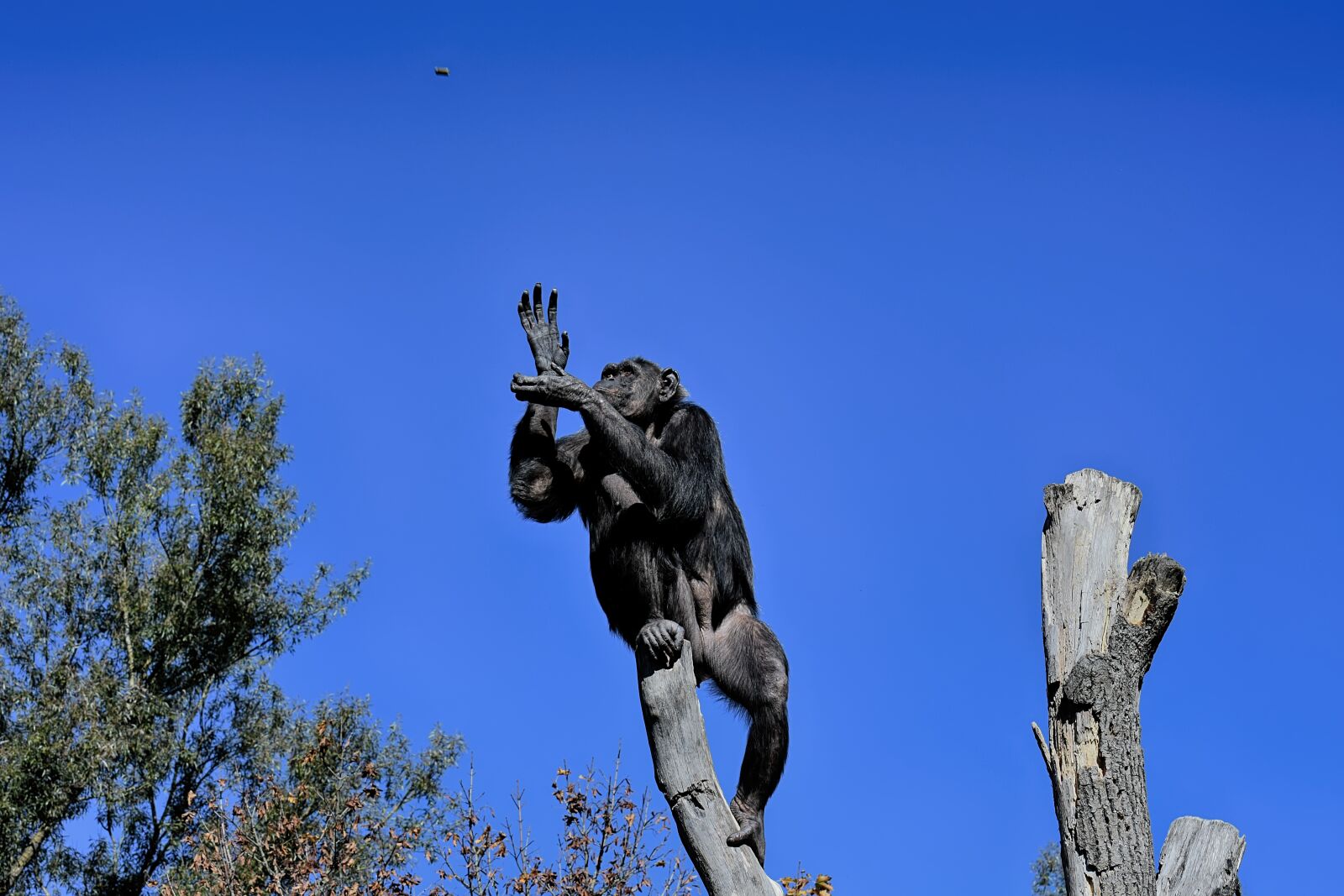 Nikon D7200 sample photo. Chimpanzee, monkey, food photography