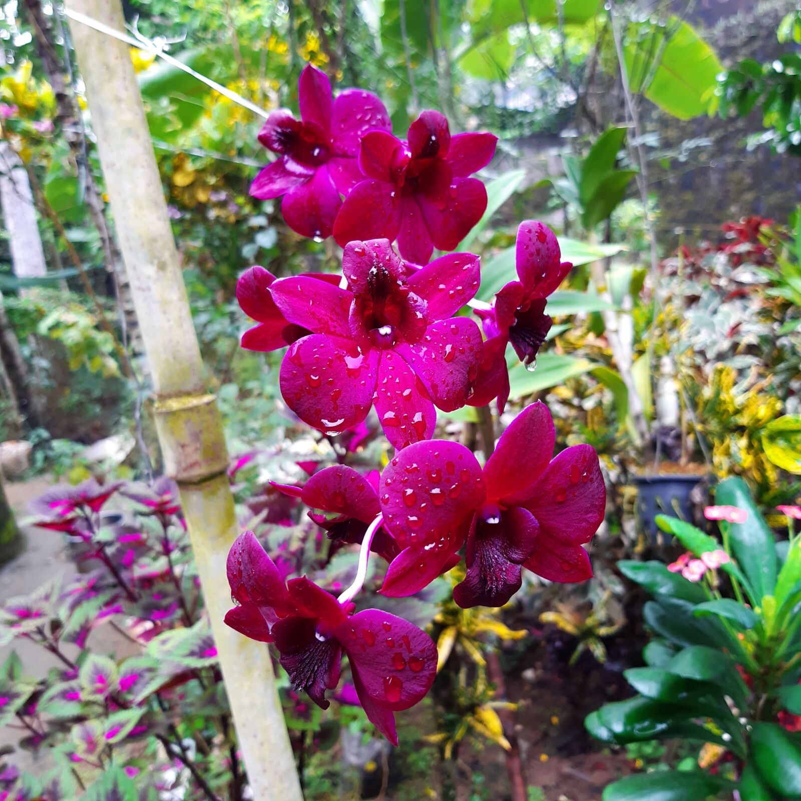 Samsung Galaxy A30 sample photo. Flower, flora, blossom photography