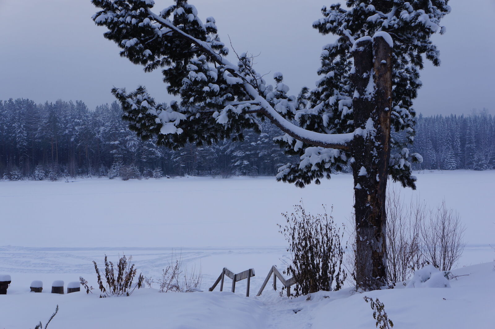 Sony E 18-55mm F3.5-5.6 OSS sample photo. River, russia, snow, tree photography