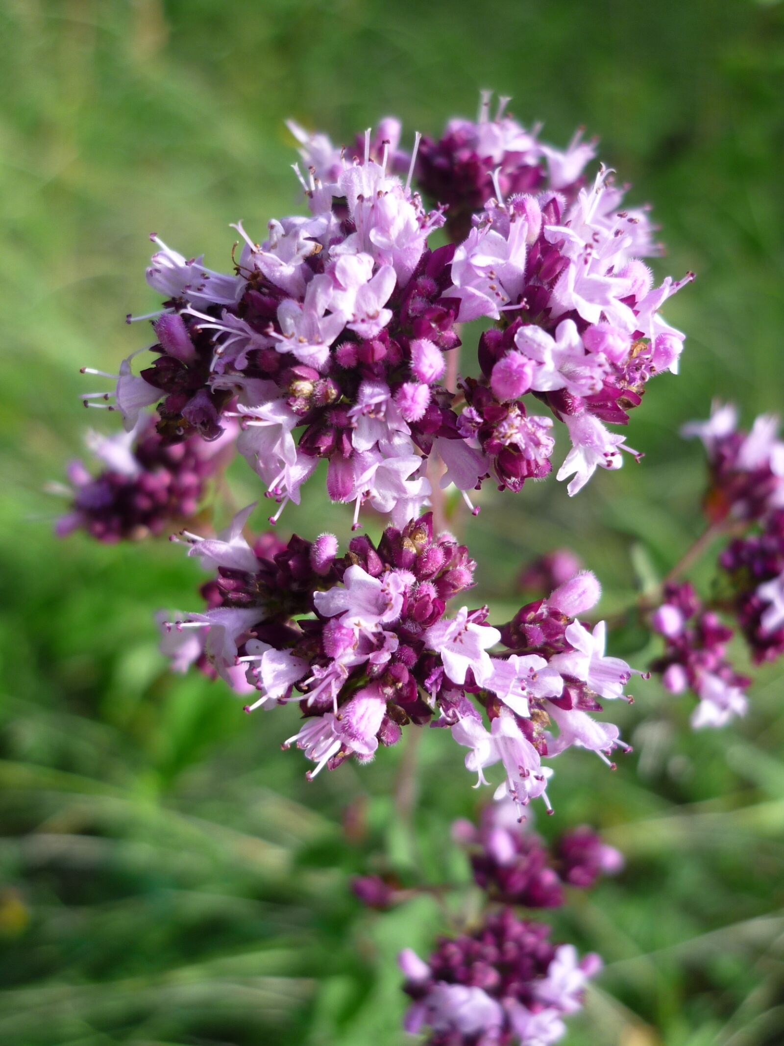 Panasonic Lumix DMC-FS6 sample photo. Thyme, german wild flower photography