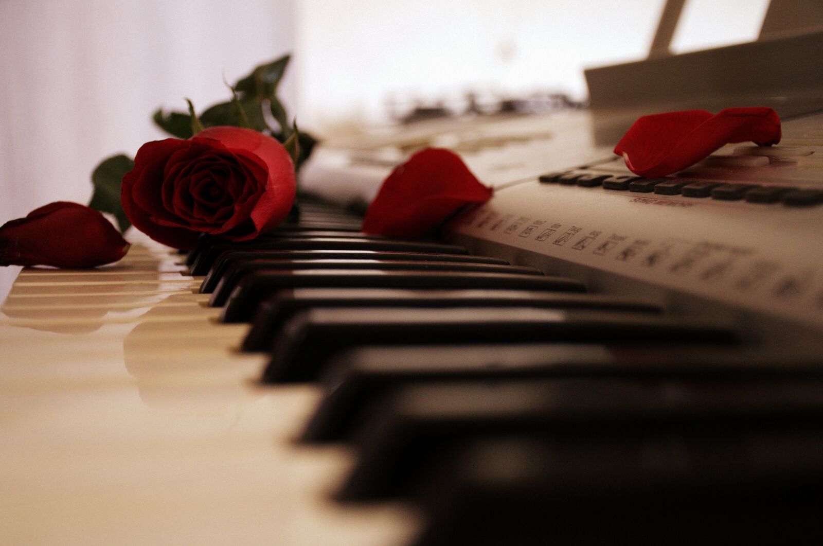Nikon D7000 sample photo. Piano, rose, keyboard photography