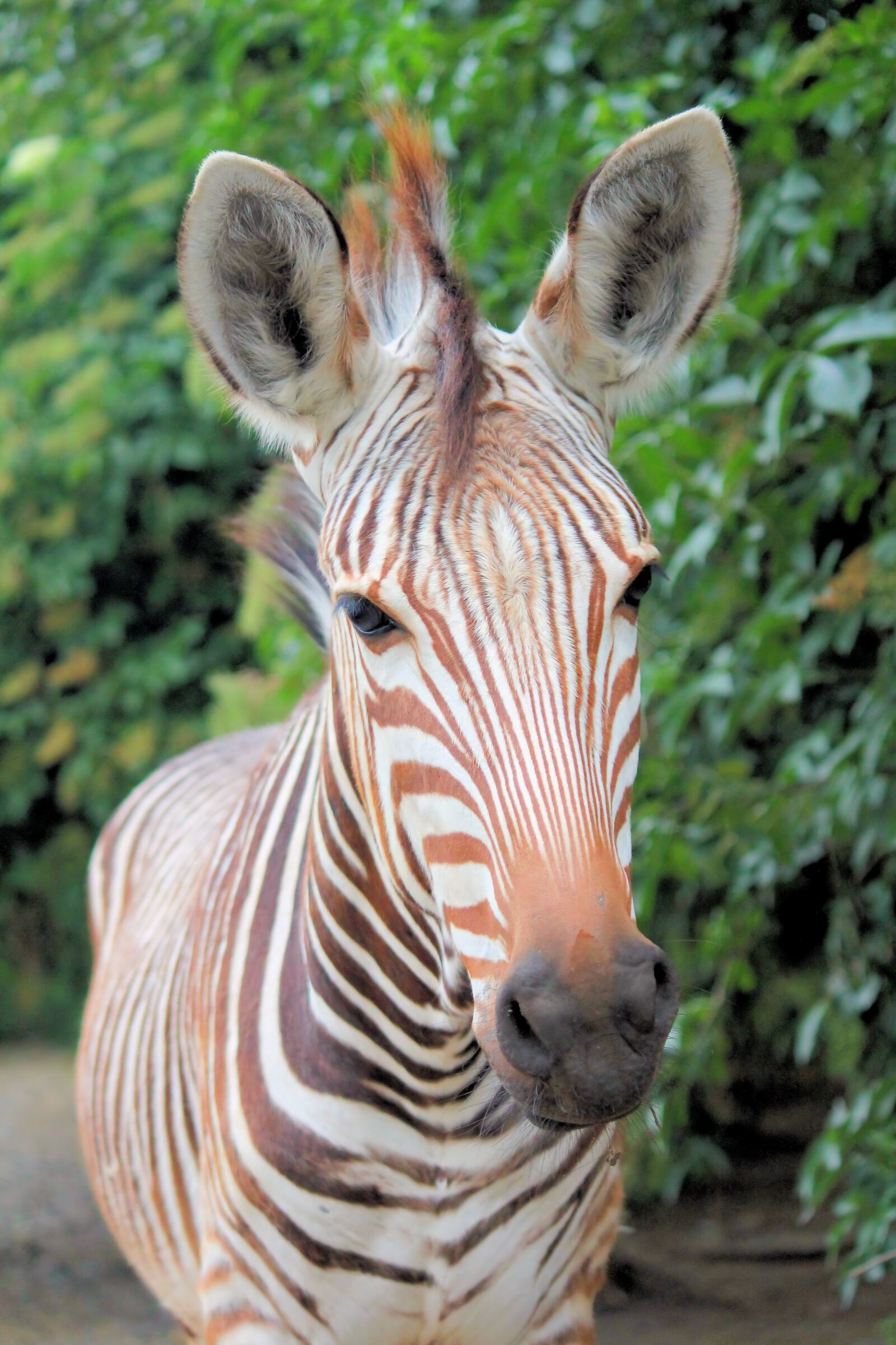 Canon EOS 550D (EOS Rebel T2i / EOS Kiss X4) sample photo. Zebra, wild ginger, animal photography