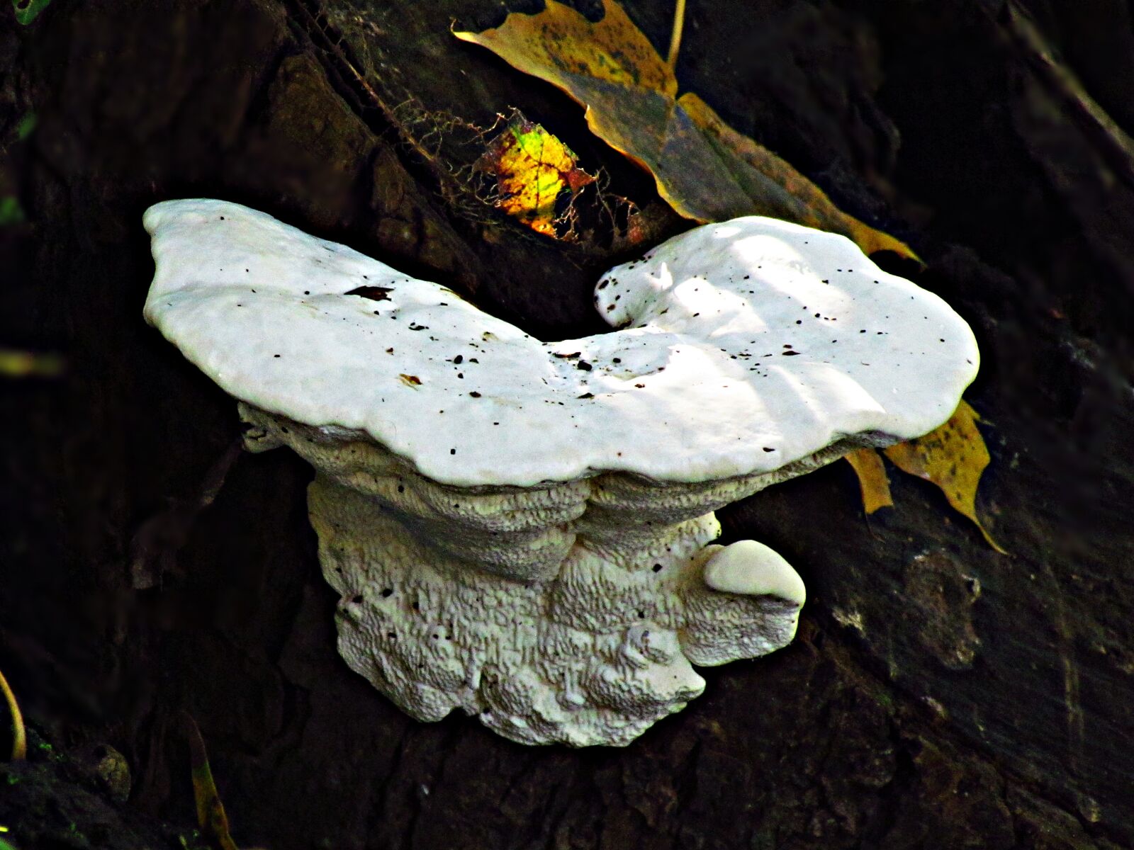 Canon PowerShot SX30 IS sample photo. Mushroom, hub, the parasite photography