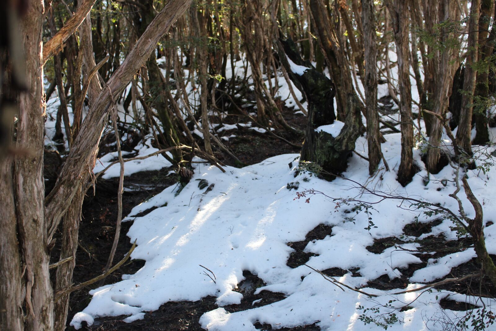 Canon EOS 700D (EOS Rebel T5i / EOS Kiss X7i) sample photo. Nature, tree, wood photography