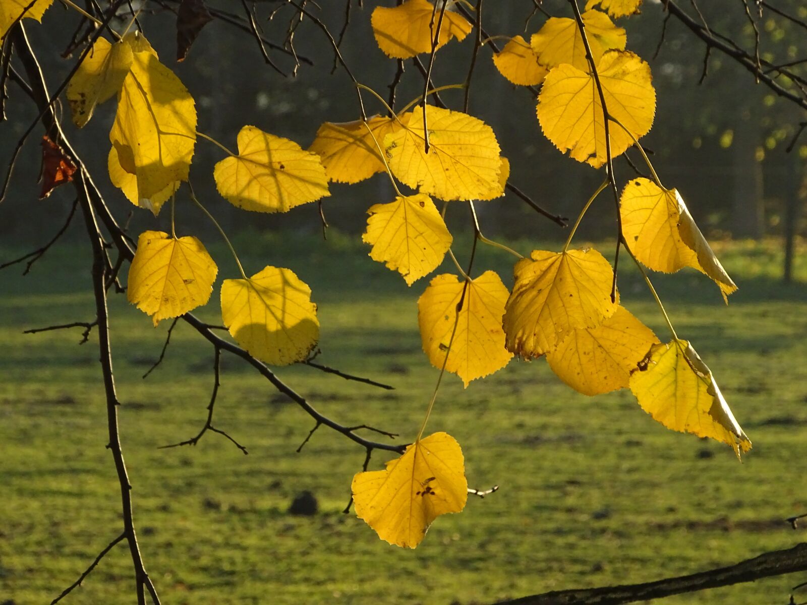 Sony Cyber-shot DSC-HX400V sample photo. Linden, leaves, branch photography
