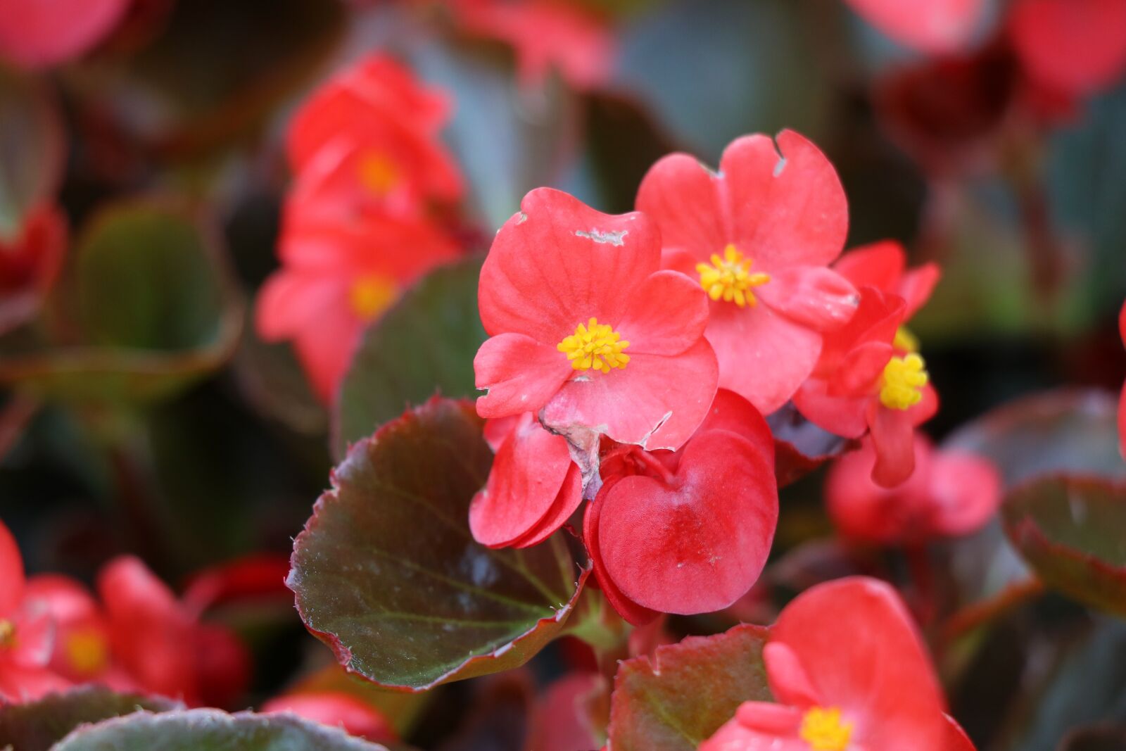 Canon EOS 750D (EOS Rebel T6i / EOS Kiss X8i) sample photo. Begonia, shiny, flora photography